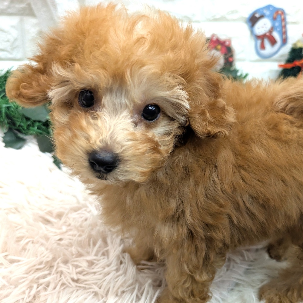 愛知県のトイプードル(トイ) (犬の家＆猫の里MEGAドン・キホーテ東海名和店/2025年11月1日生まれ/男の子/アプリコット)の子犬の2枚目の画像