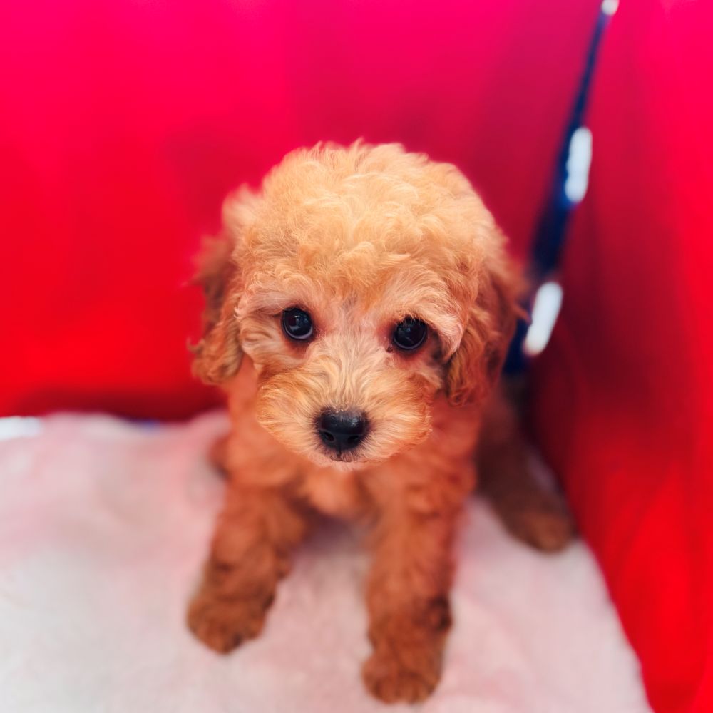 愛知県のトイプードル(トイ) (犬の家＆猫の里愛知刈谷店/2025年11月1日生まれ/女の子/アプリコット)の子犬の2枚目の画像