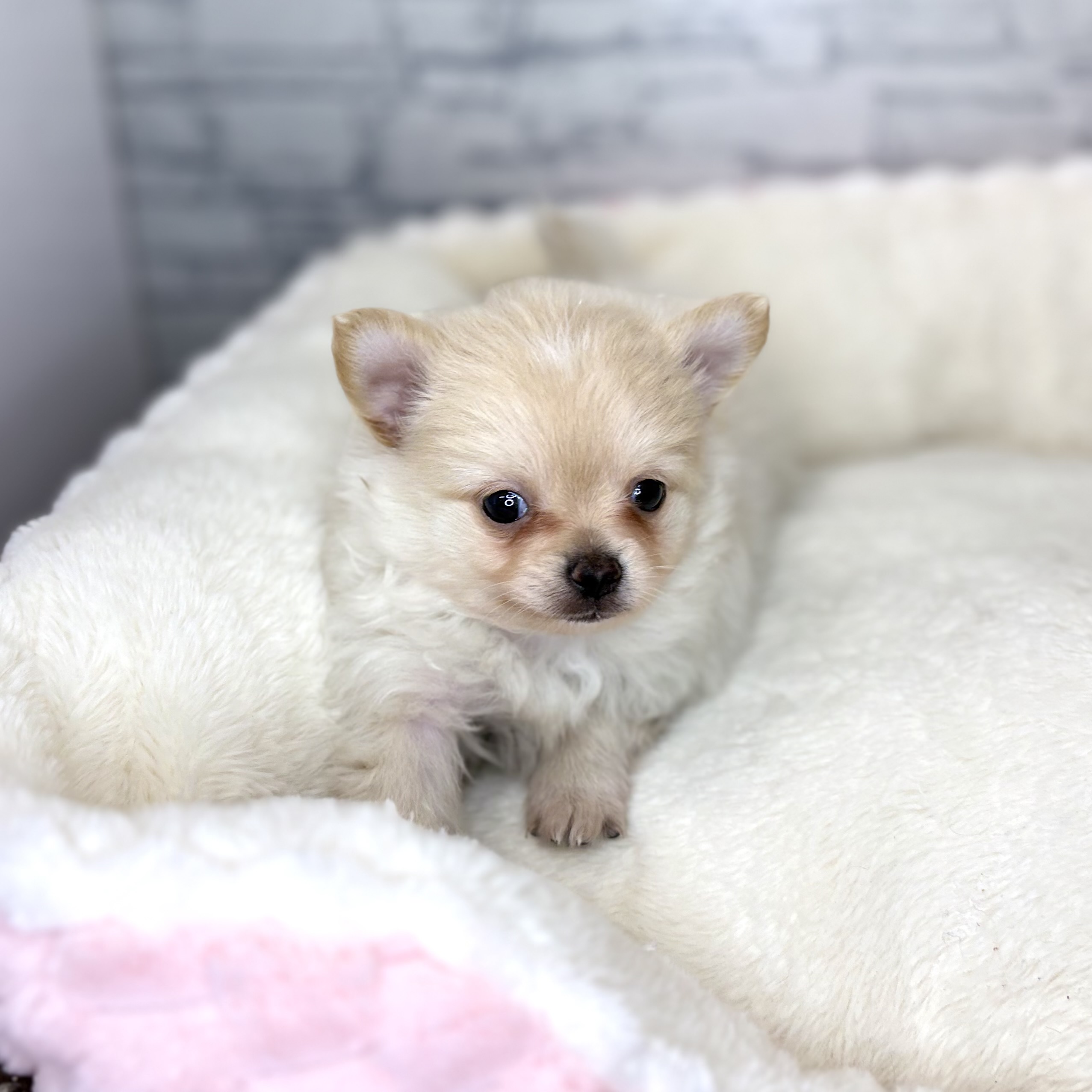 長野県のポメチワ/チワポメ/ポメチー(ポメラニアン×チワワ) (犬の家＆猫の里長野店/2025年11月2日生まれ/男の子/クリーム)の子犬の2枚目の画像