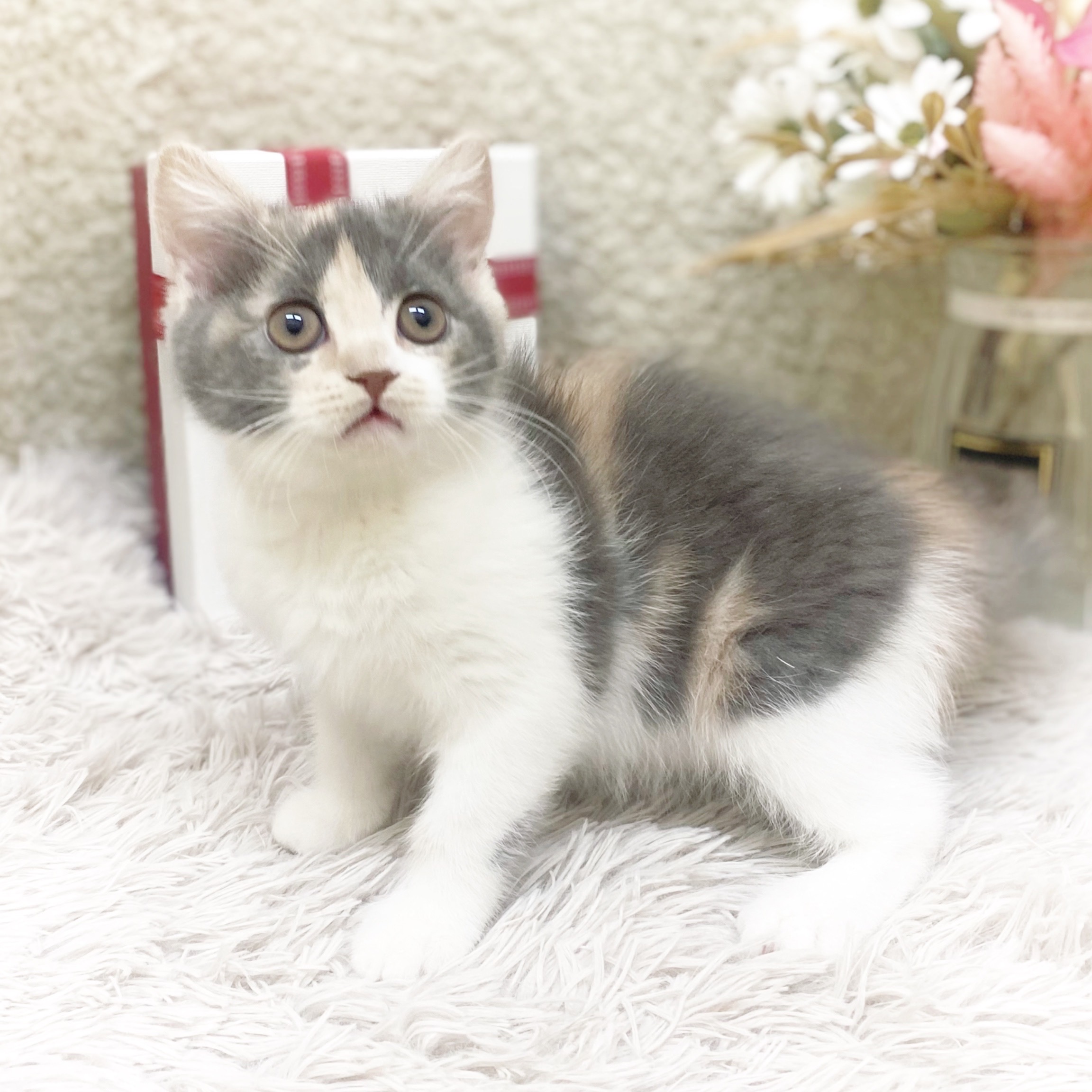静岡県のスコティッシュフォールド (犬の家＆猫の里藤枝店/2025年10月26日生まれ/女の子/ダイリュートキャリコ)の子猫の2枚目の画像