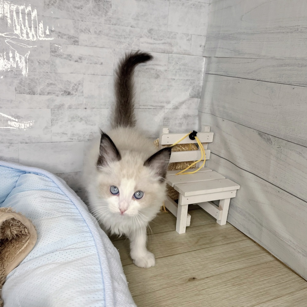 長野県のラグドール (犬の家＆猫の里塩尻店/2025年11月2日生まれ/男の子/シールポイントバイカラー)の子猫の2枚目の画像