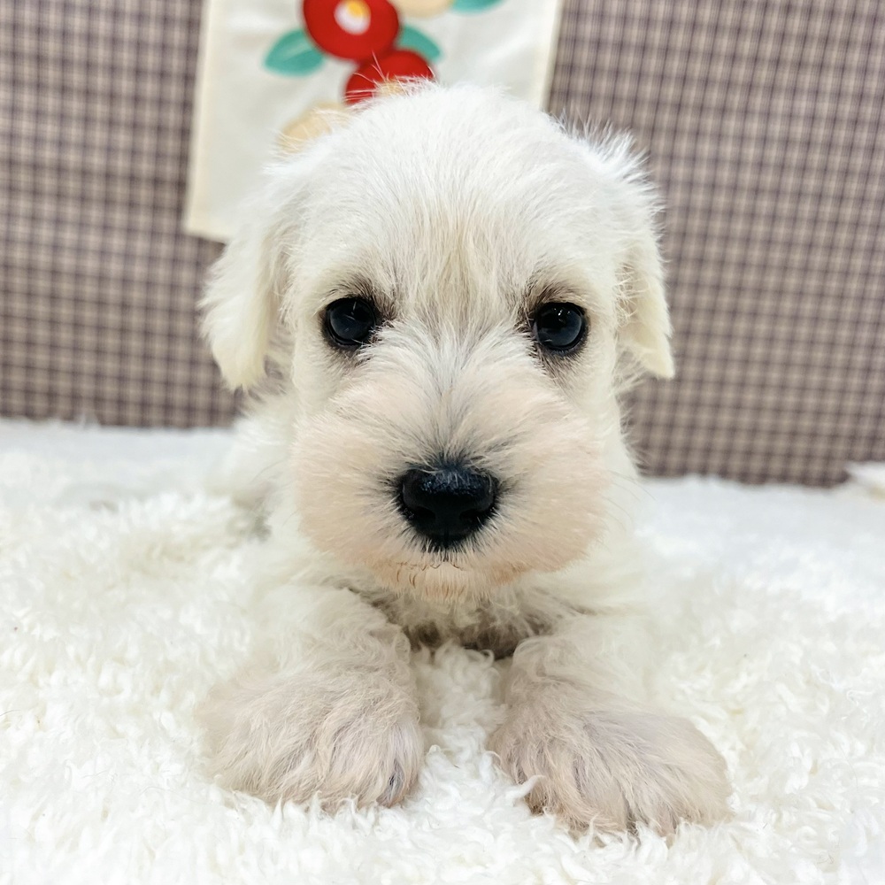 愛知県のミニチュアシュナウザー (犬の家＆猫の里エアポートウォーク店/2025年11月3日生まれ/女の子/ホワイト)の子犬