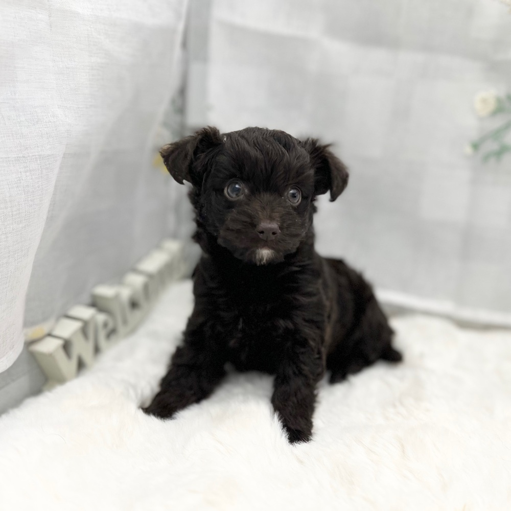 静岡県のチワプー/プーチー(チワワ×プードル) (犬の家＆猫の里MEGAドン・キホーテ袋井店/2025年11月2日生まれ/女の子/ブラウン)の子犬の2枚目の画像