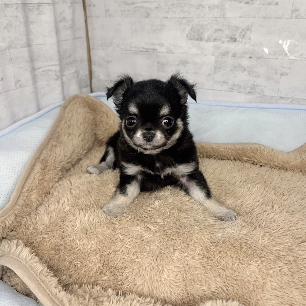 長野県のチワワ(ロング) (犬の家＆猫の里塩尻店/2025年11月2日生まれ/女の子/ブラックタン)の子犬の2枚目の画像