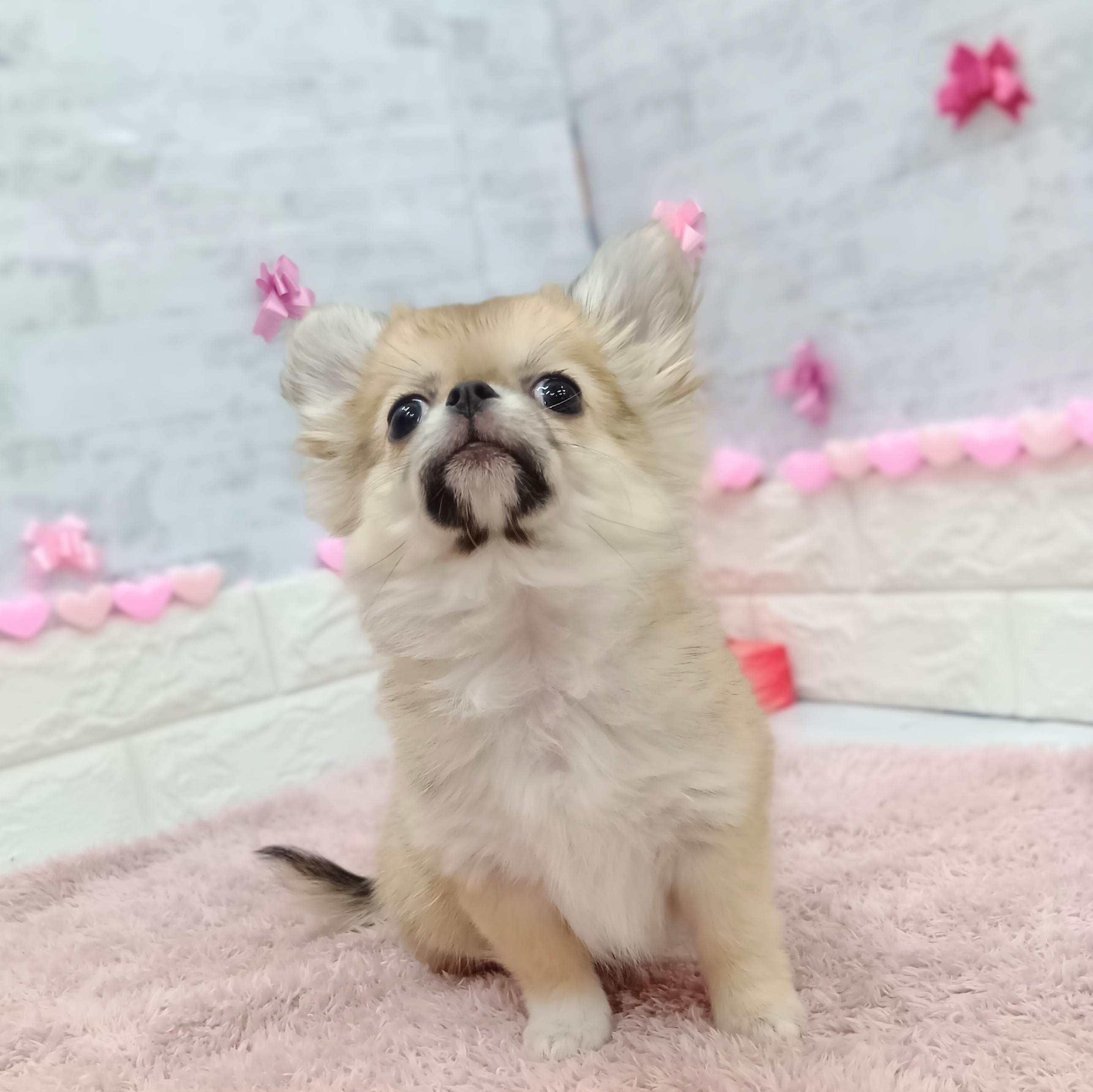 静岡県のポメチワ/チワポメ/ポメチー(ポメラニアン×チワワ) (犬の家＆猫の里プレ葉ウォーク浜北店/2025年11月2日生まれ/女の子/レッド)の子犬の2枚目の画像