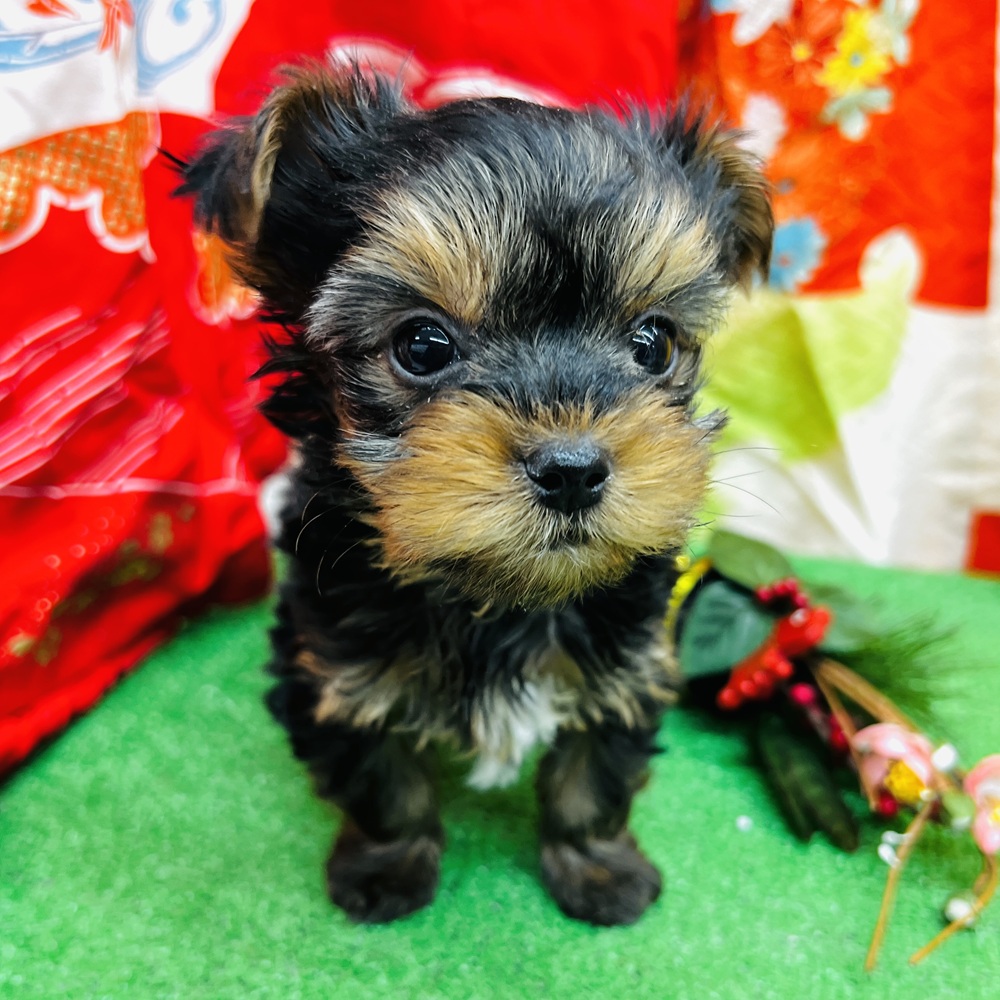 愛知県のヨークシャーテリア (犬の家＆猫の里名古屋天白店/2025年11月2日生まれ/女の子/スチールブルータン)の子犬の2枚目の画像