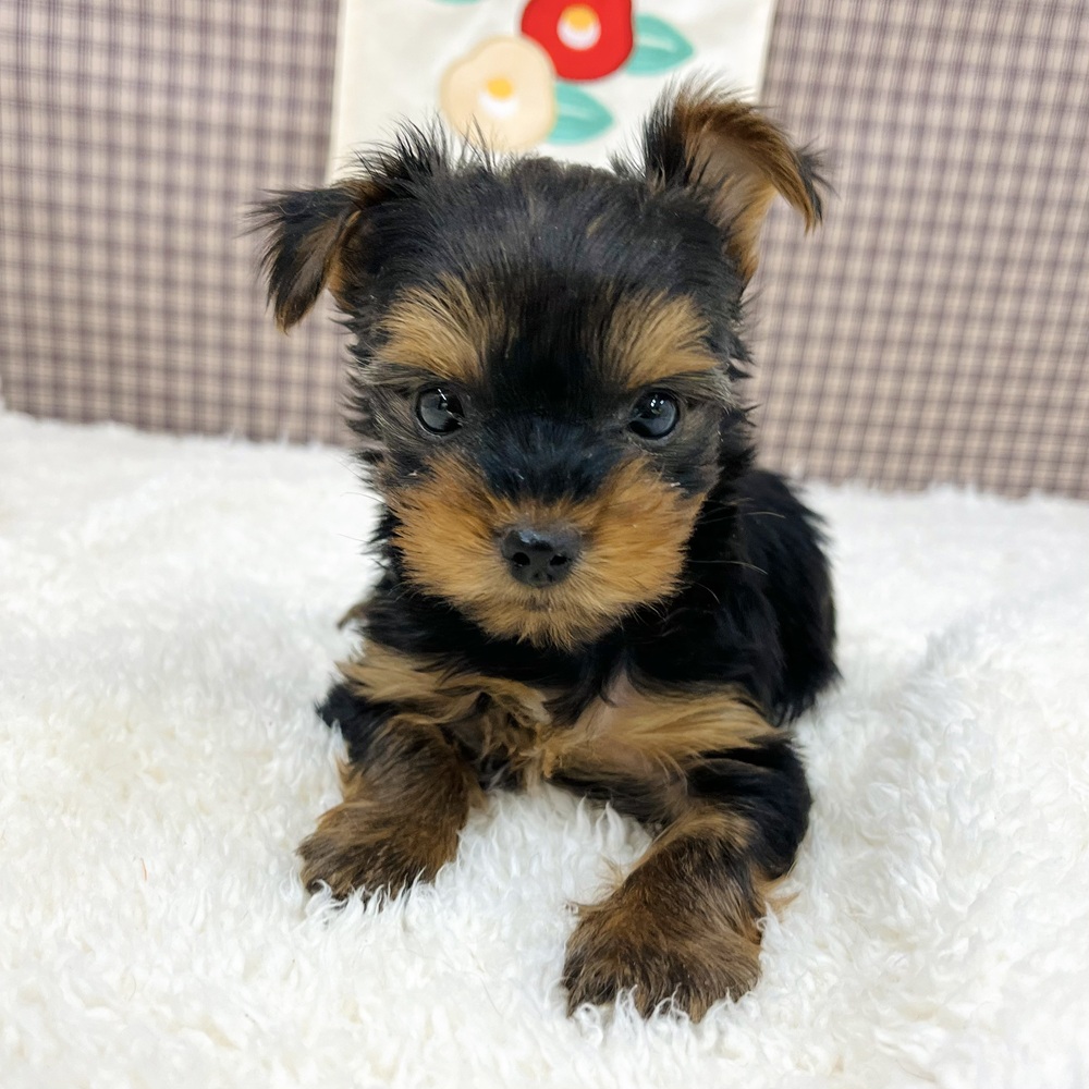 愛知県のヨークシャーテリア (犬の家＆猫の里エアポートウォーク店/2025年11月2日生まれ/男の子/スチールブルータン)の子犬の1枚目の画像