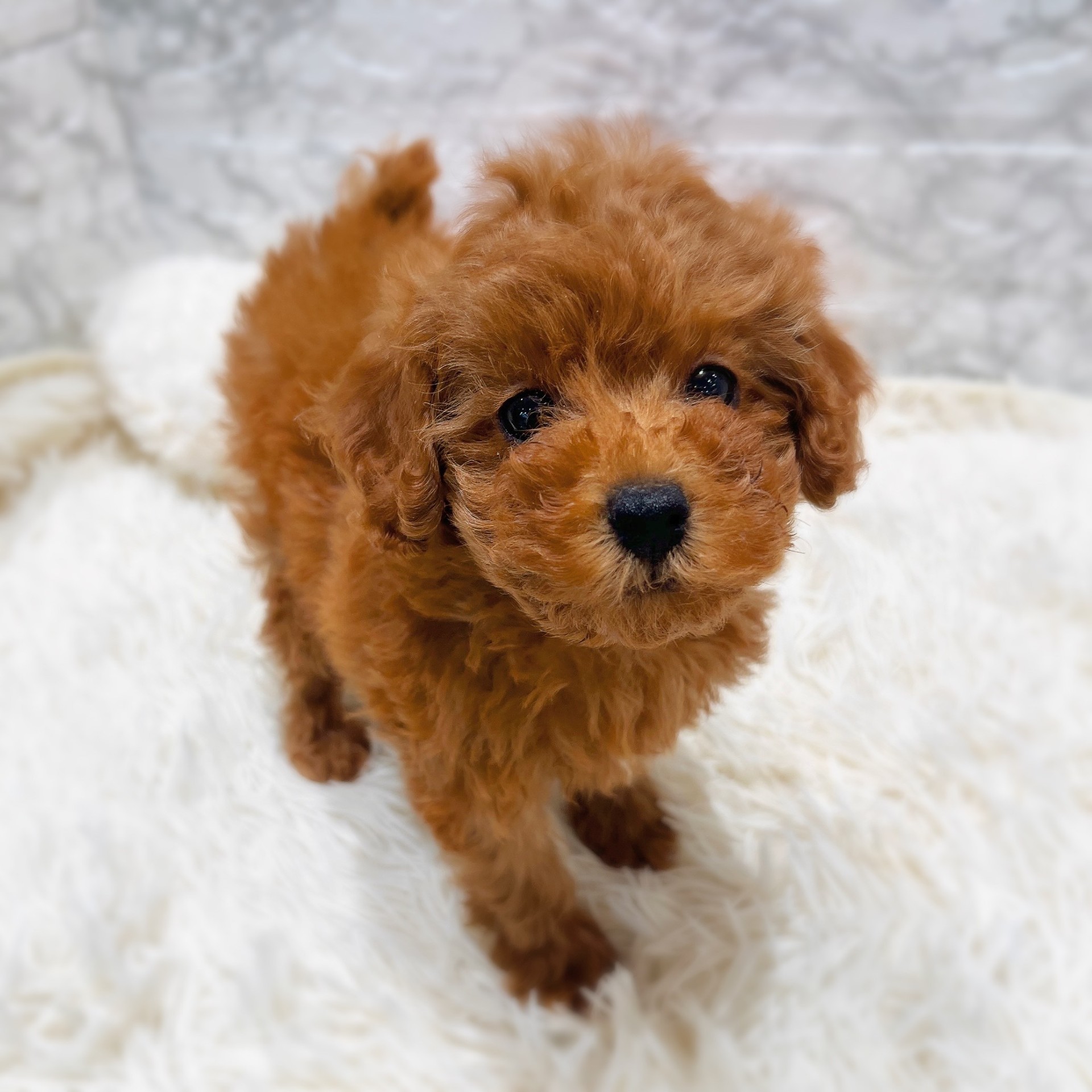 愛知県のトイプードル(トイ) (犬の家＆猫の里MiO香久山店/2025年10月29日生まれ/女の子/レッド)の子犬の2枚目の画像