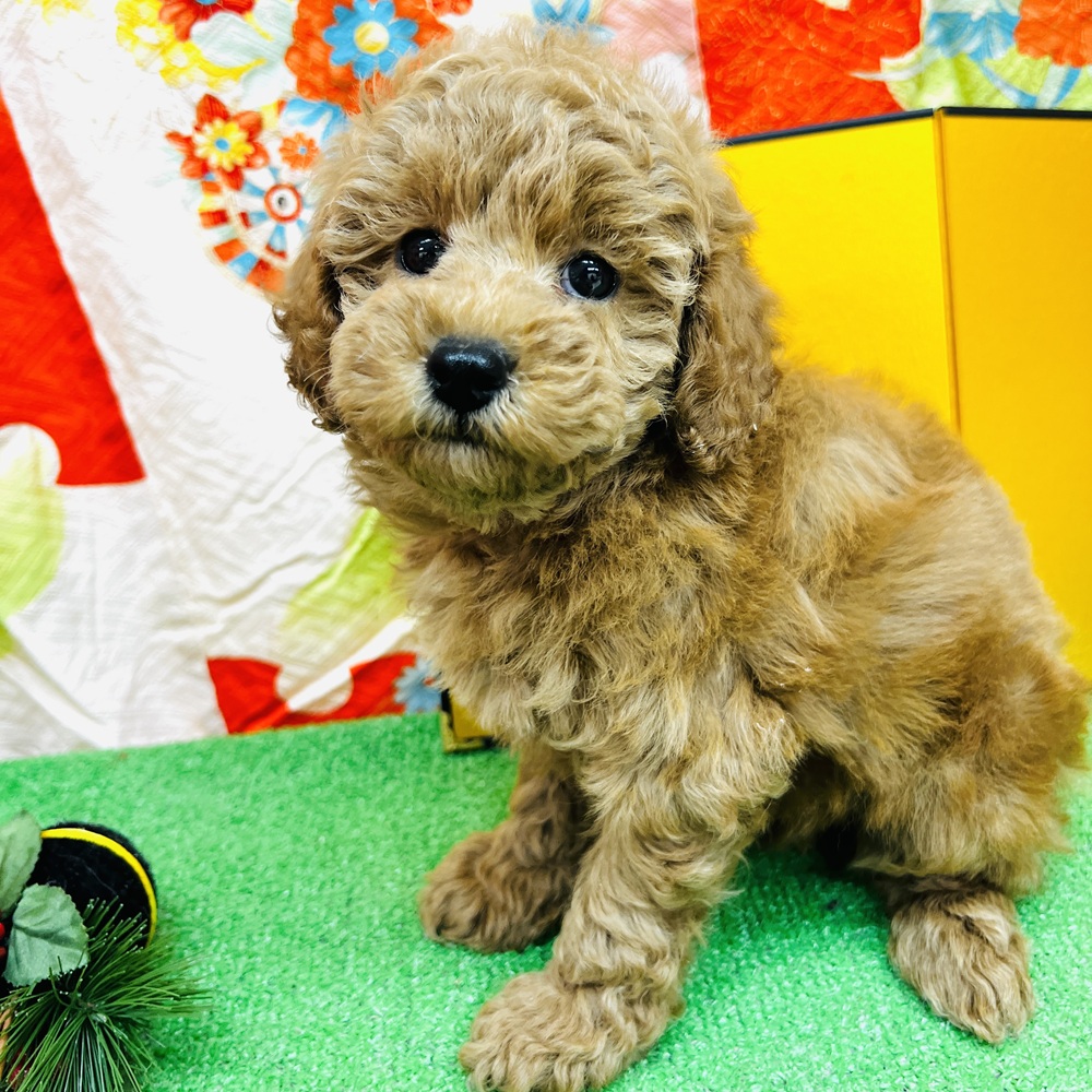 愛知県のトイプードル(トイ) (犬の家＆猫の里名古屋天白店/2025年10月29日生まれ/女の子/レッド)の子犬の2枚目の画像