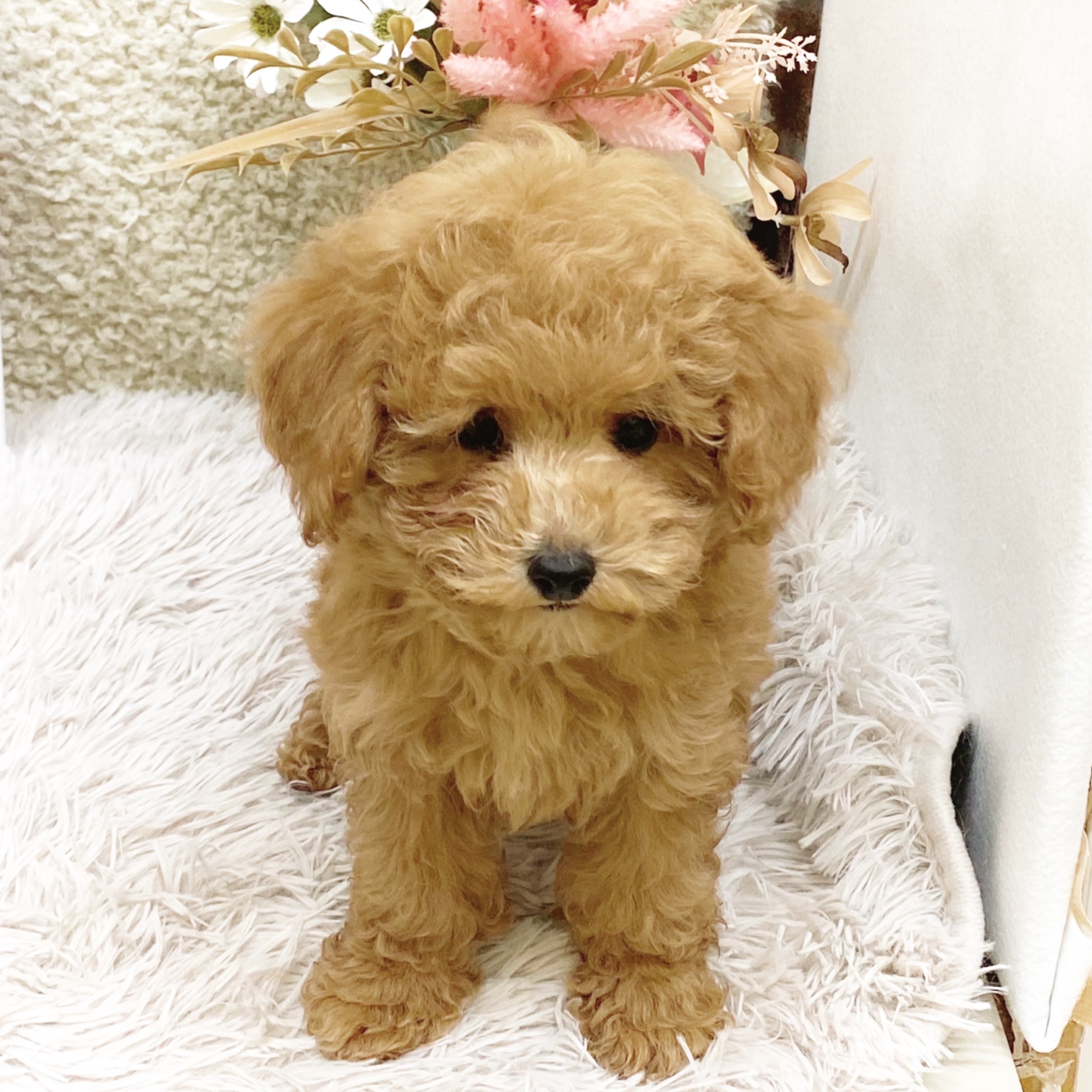 静岡県のトイプードル(トイ) (犬の家＆猫の里藤枝店/2025年10月29日生まれ/男の子/レッド)の子犬の2枚目の画像