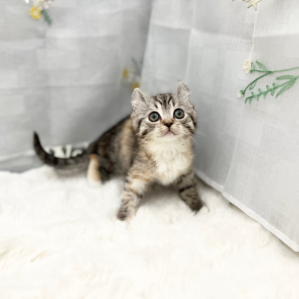 静岡県のキンカロー (犬の家＆猫の里MEGAドン・キホーテ袋井店/2025年11月1日生まれ/女の子/キャリコ)の子猫の2枚目の画像