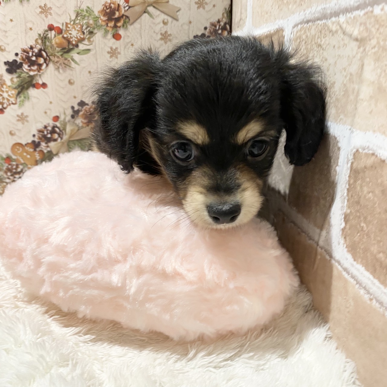 長野県のチワックス(チワワ×ダックス) (犬の家＆猫の里カインズ梓川店/2025年11月2日生まれ/男の子/ブラックタン)の子犬の2枚目の画像