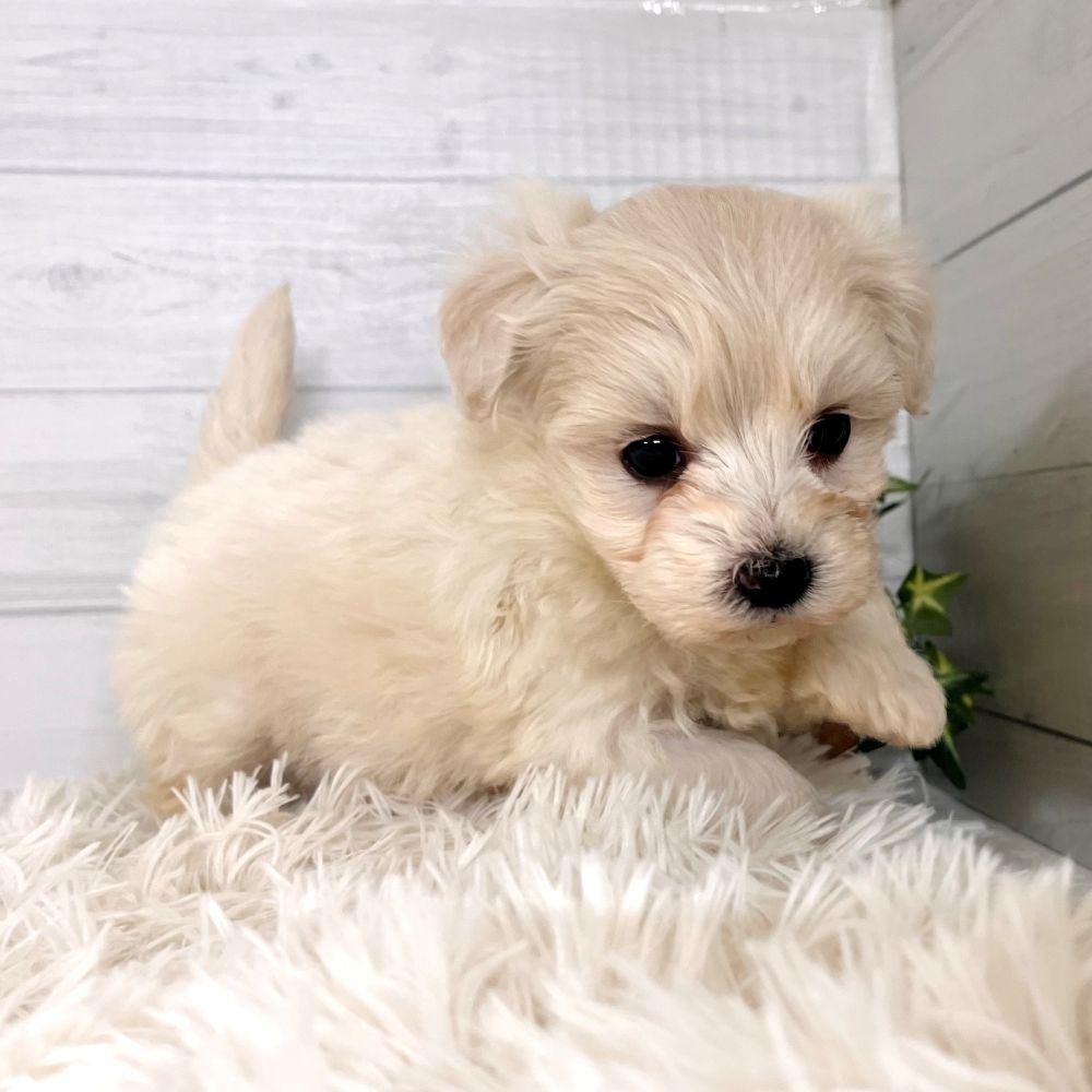 愛知県のハーフ犬・ミックス犬 (犬の家＆猫の里豊田店/2025年11月3日生まれ/男の子/ホワイト)の子犬の2枚目の画像