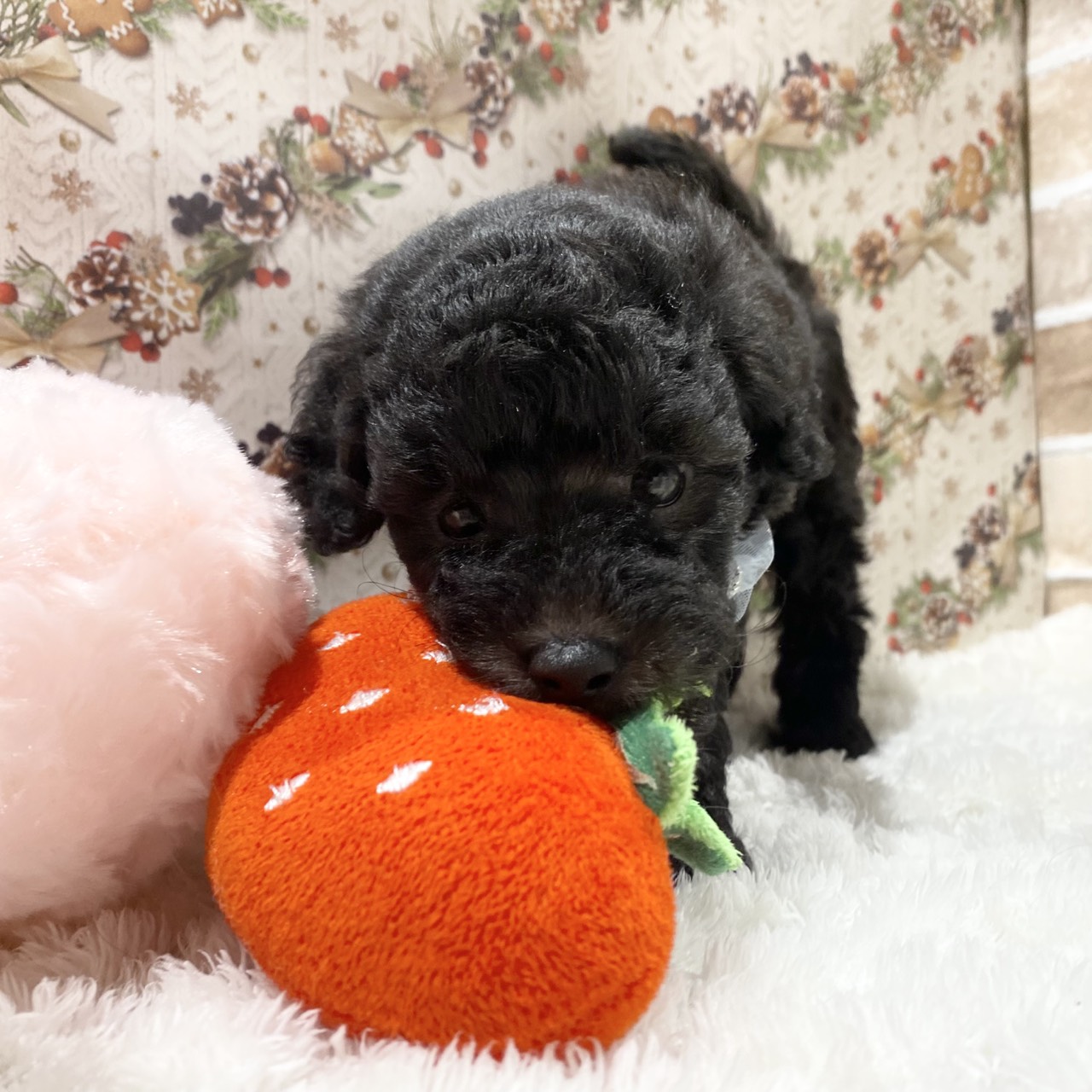 長野県のトイプードル(トイ) (犬の家＆猫の里カインズ梓川店/2025年11月2日生まれ/男の子/シルバー)の子犬の2枚目の画像