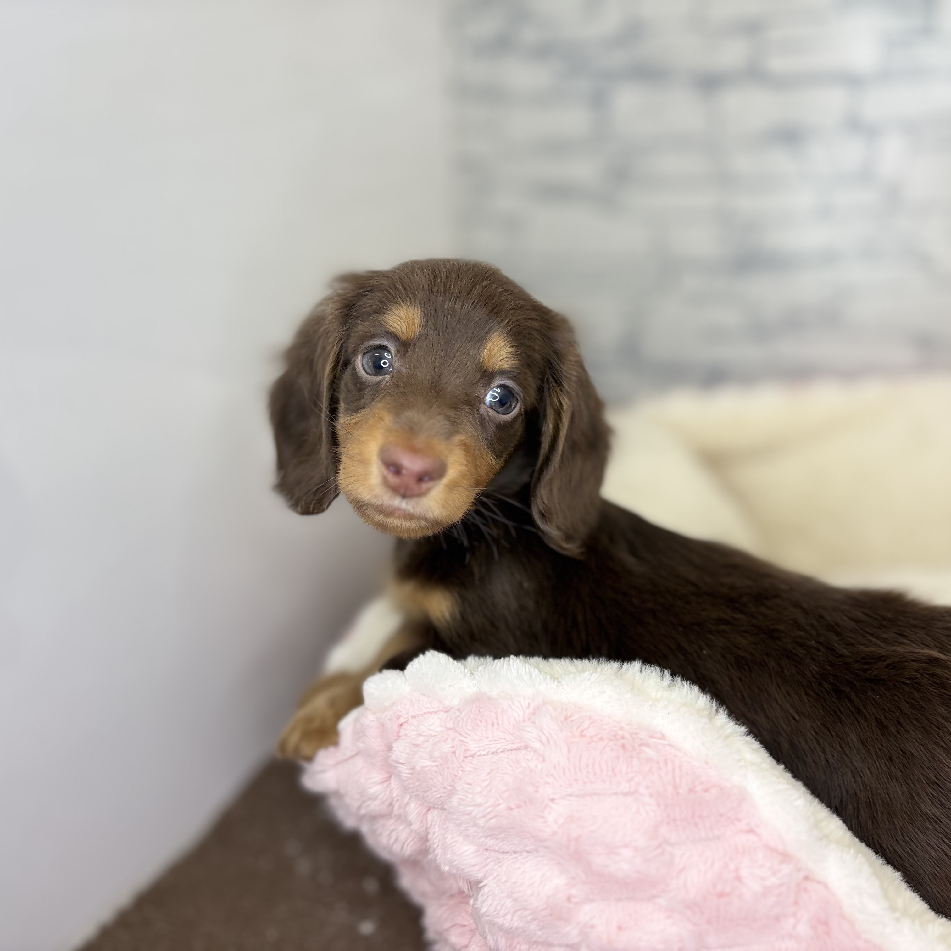 長野県のミニチュアダックスフンド(ロング) (犬の家＆猫の里長野店/2025年11月1日生まれ/男の子/チョコレートタン)の子犬の1枚目の画像