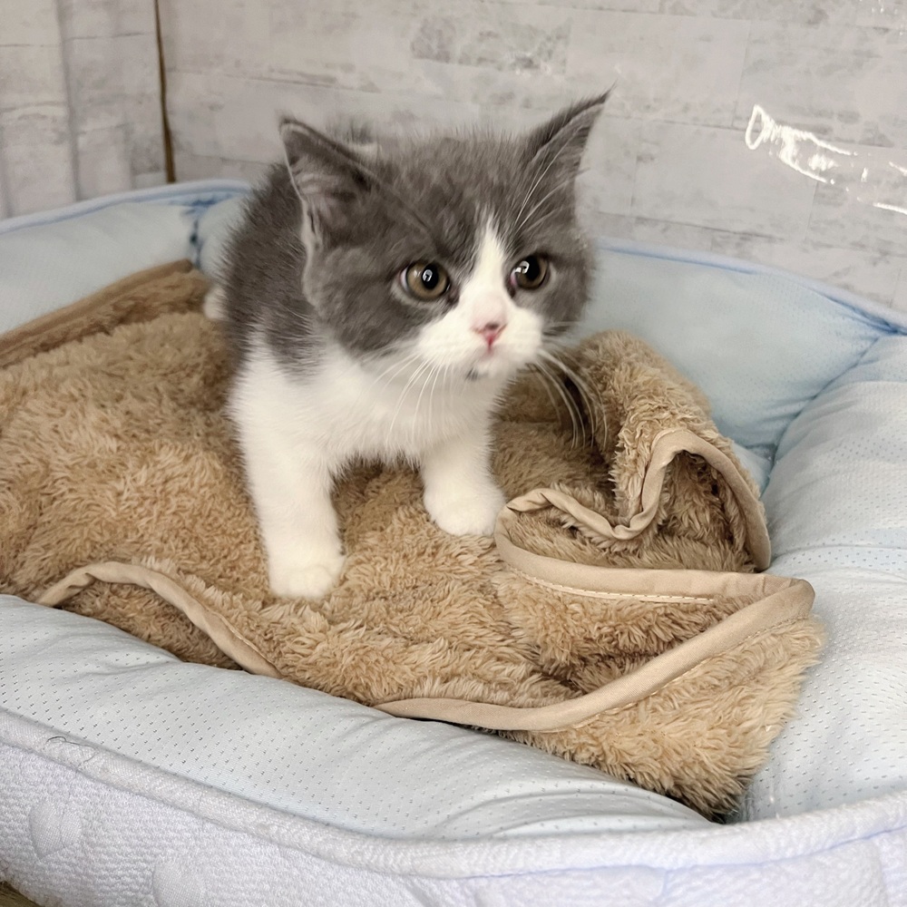 長野県のブリティッシュショートヘアー (犬の家＆猫の里塩尻店/2025年10月30日生まれ/女の子/ブルーホワイト)の子猫の2枚目の画像