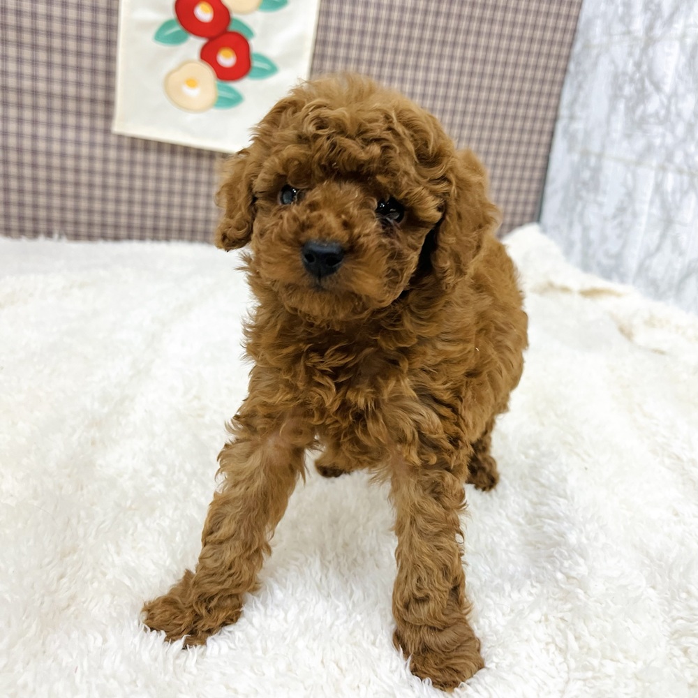 愛知県のトイプードル(トイ) (犬の家＆猫の里エアポートウォーク店/2025年11月3日生まれ/女の子/レッド)の子犬の1枚目の画像