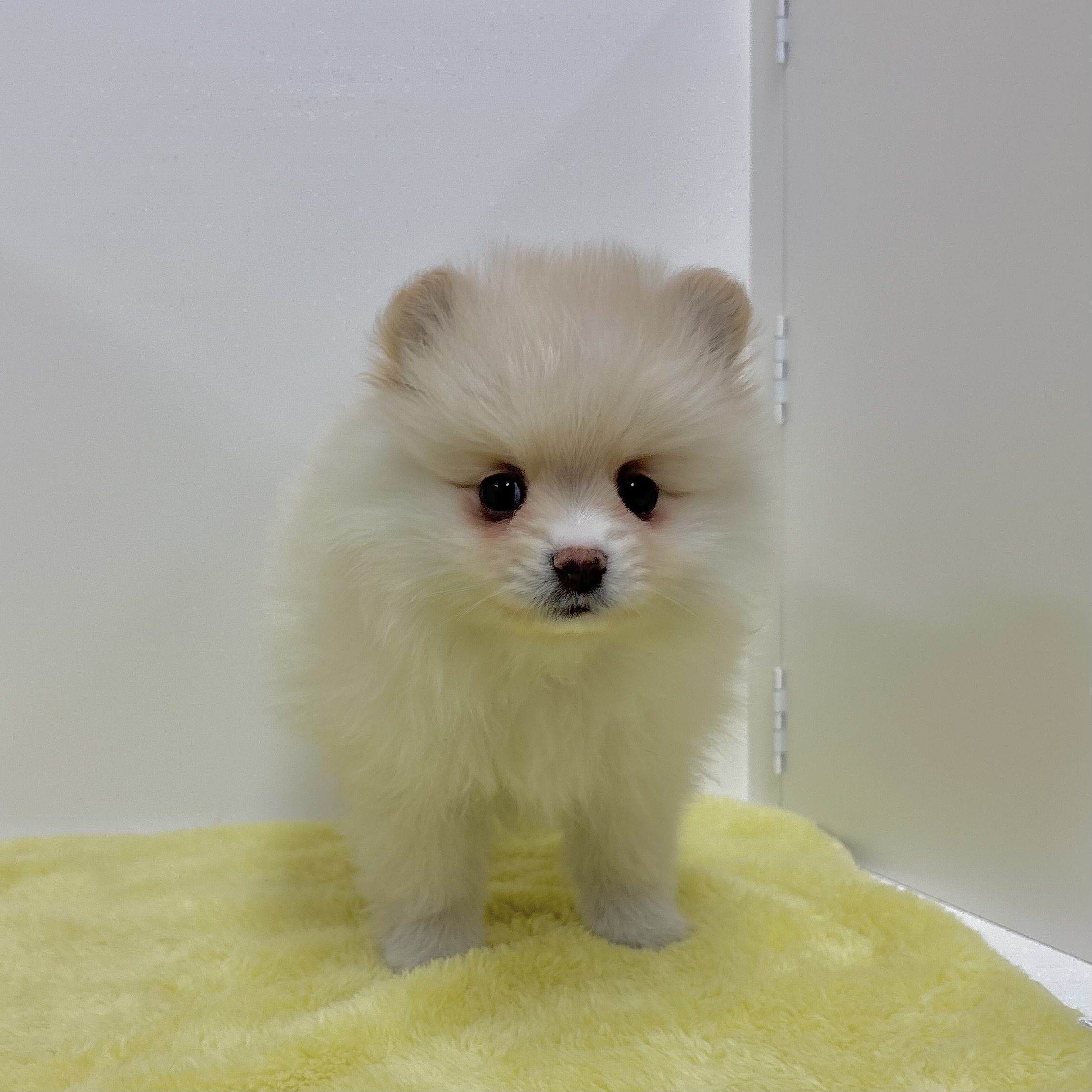 神奈川県のポメラニアン (犬の家＆猫の里相模原店/2025年11月2日生まれ/女の子/クリーム)の子犬の2枚目の画像