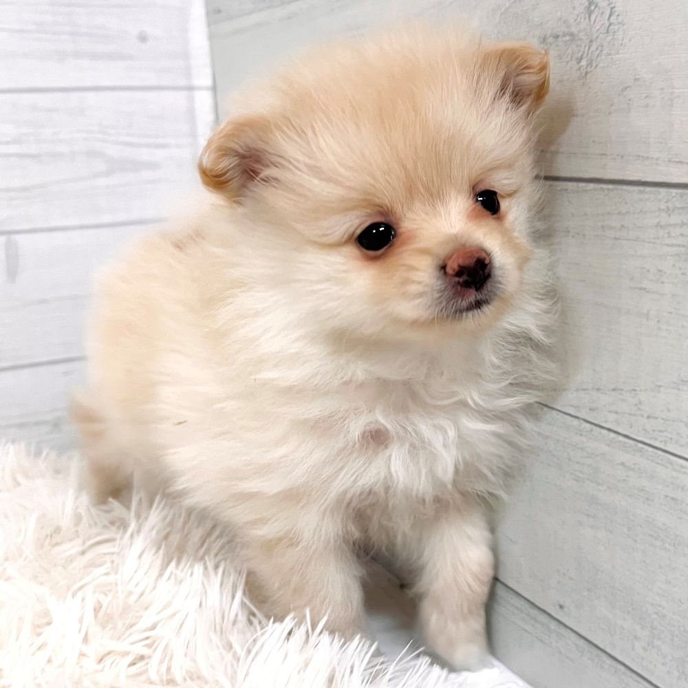 愛知県のポメラニアン (犬の家＆猫の里豊田店/2025年11月2日生まれ/女の子/クリーム)の子犬の2枚目の画像