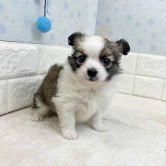 静岡県のパピチー/チワパピ(パピヨン×チワワ) (犬の家＆猫の里マークイズ静岡店/2025年11月3日生まれ/女の子/ホワイトブラウン)の子犬の1枚目の画像