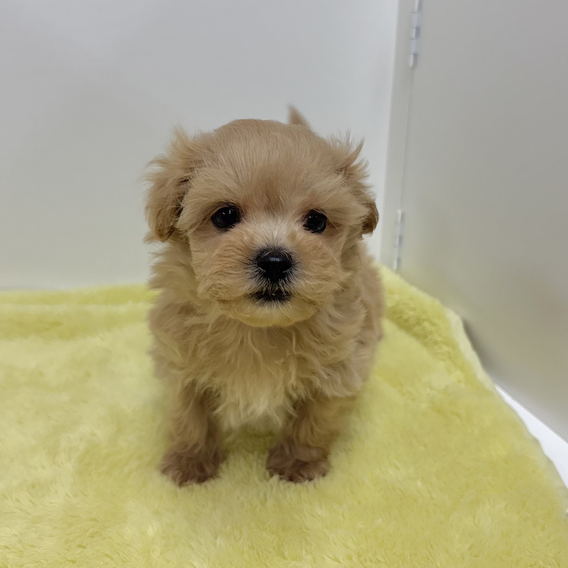 神奈川県のマルプー(マルチーズ×プードル) (犬の家＆猫の里相模原店/2025年10月30日生まれ/男の子/クリームホワイト)の子犬の2枚目の画像