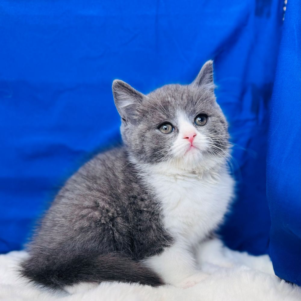 愛知県のブリティッシュショートヘアー (犬の家＆猫の里愛知刈谷店/2025年11月3日生まれ/男の子/ブルーホワイト)の子猫の2枚目の画像