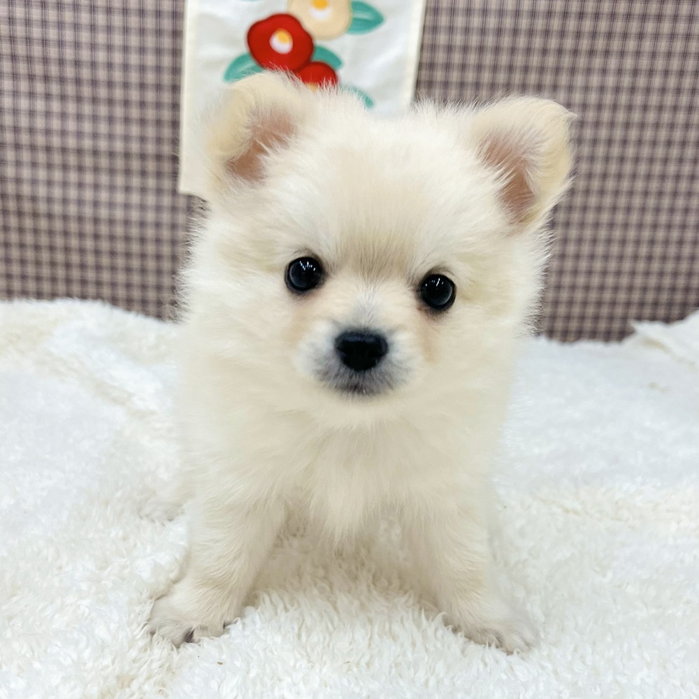 愛知県のポメチワ/チワポメ/ポメチー(ポメラニアン×チワワ) (犬の家＆猫の里エアポートウォーク店/2025年11月3日生まれ/女の子/クリーム)の子犬の1枚目の画像