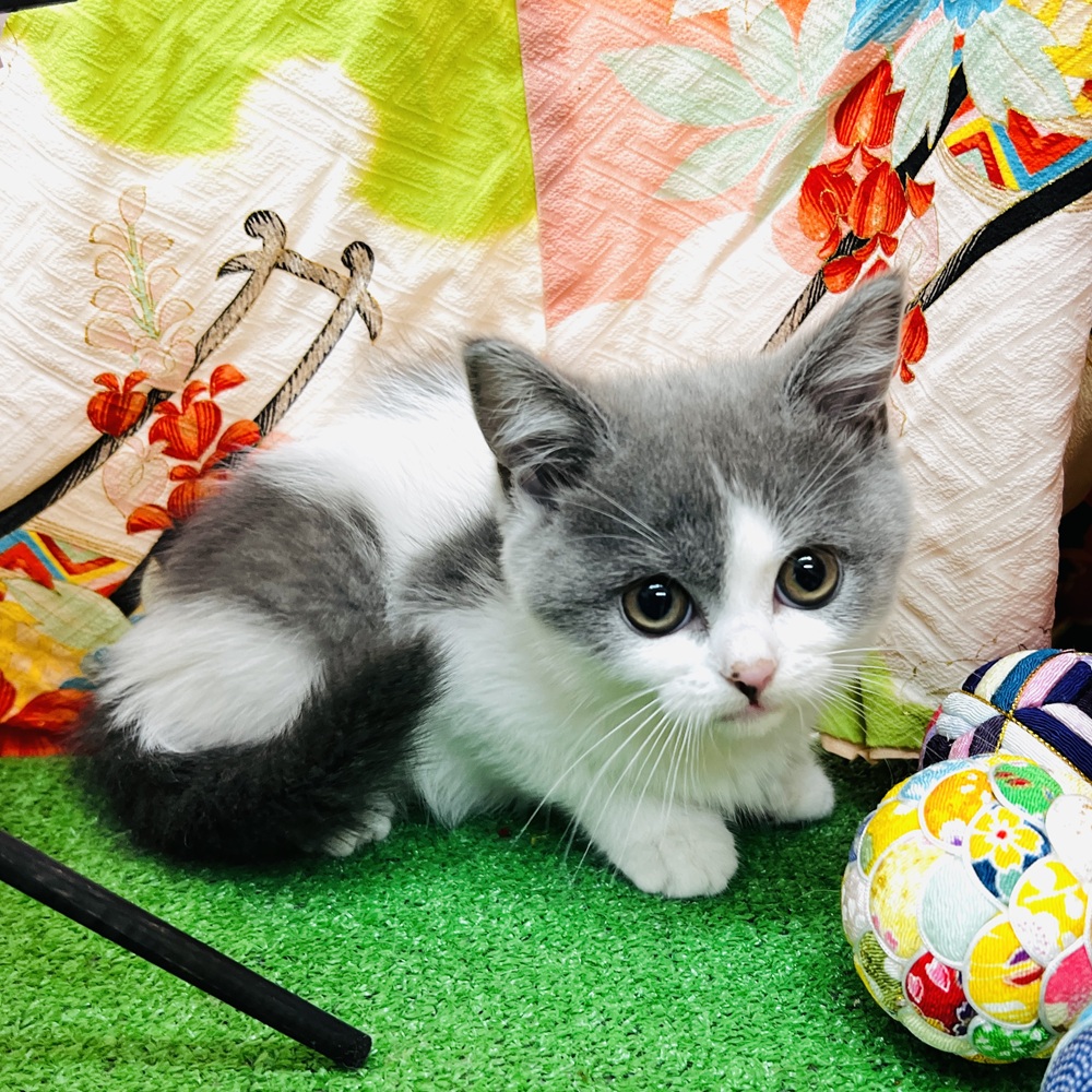 愛知県のブリティッシュショートヘアー (犬の家＆猫の里名古屋天白店/2025年11月2日生まれ/女の子/ブルーホワイト)の子猫の2枚目の画像