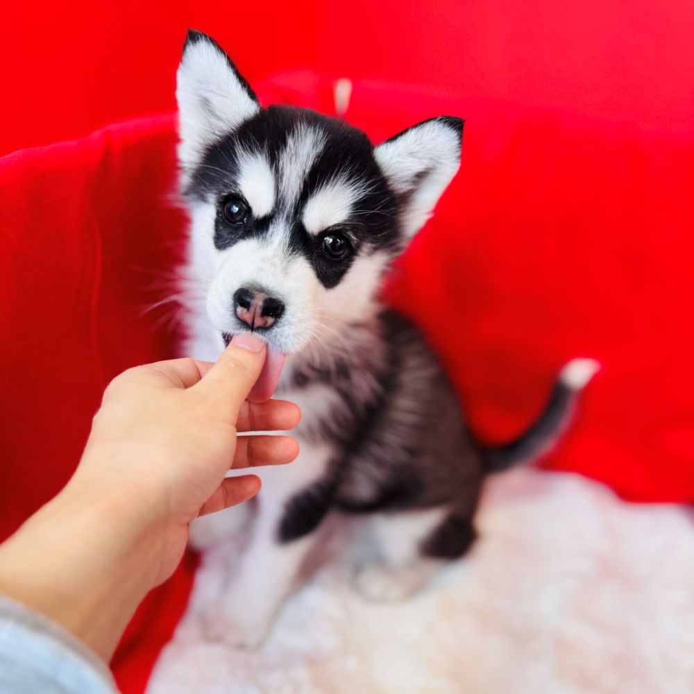 愛知県のシベリアンハスキー (犬の家＆猫の里愛知刈谷店/2025年11月1日生まれ/女の子/ブラックホワイト)の子犬の2枚目の画像