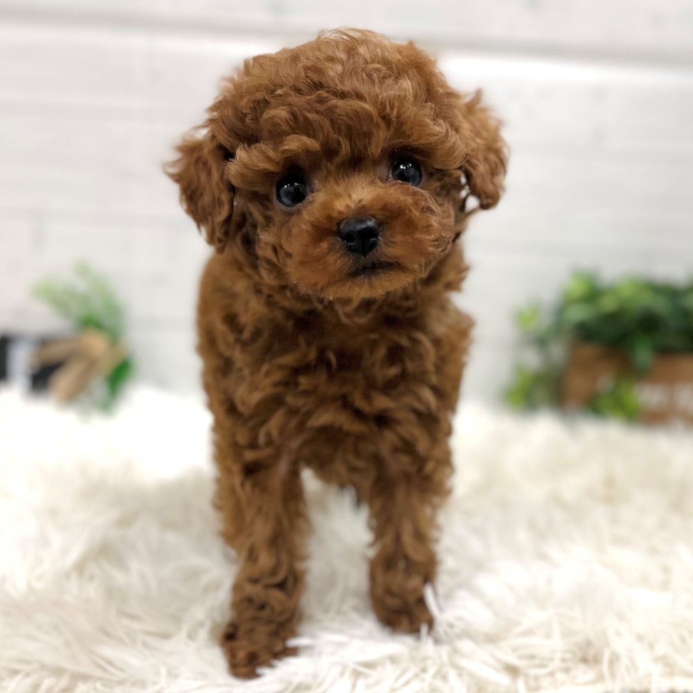 愛知県のトイプードル(タイニー) (犬の家＆猫の里豊田店/2025年11月2日生まれ/女の子/レッドフォーン)の子犬の2枚目の画像