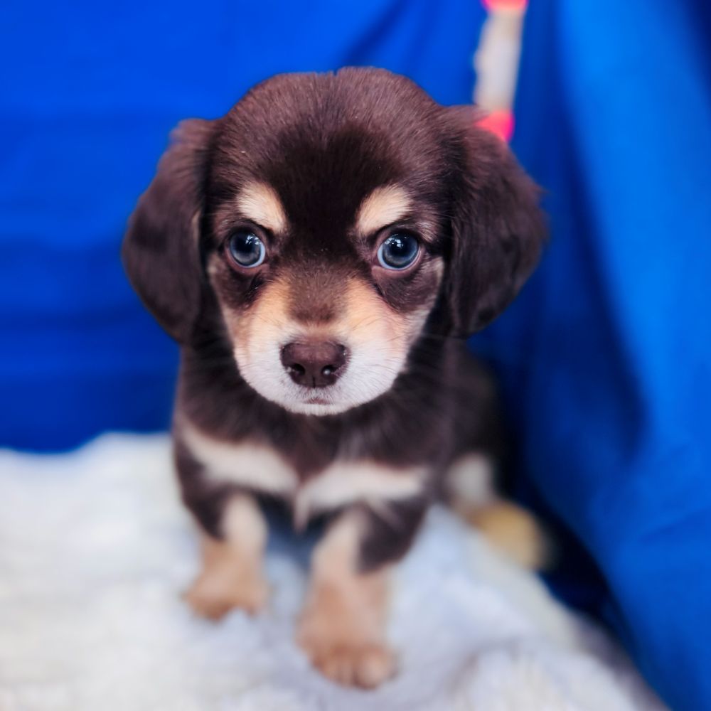 愛知県のチワックス(チワワ×ダックス) (犬の家＆猫の里愛知刈谷店/2025年11月3日生まれ/男の子/チョコレートタン)の子犬の2枚目の画像