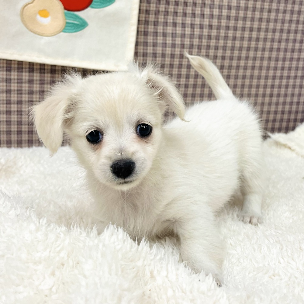 愛知県のチワックス(チワワ×ダックス) (犬の家＆猫の里エアポートウォーク店/2025年11月3日生まれ/女の子/クリームホワイト)の子犬