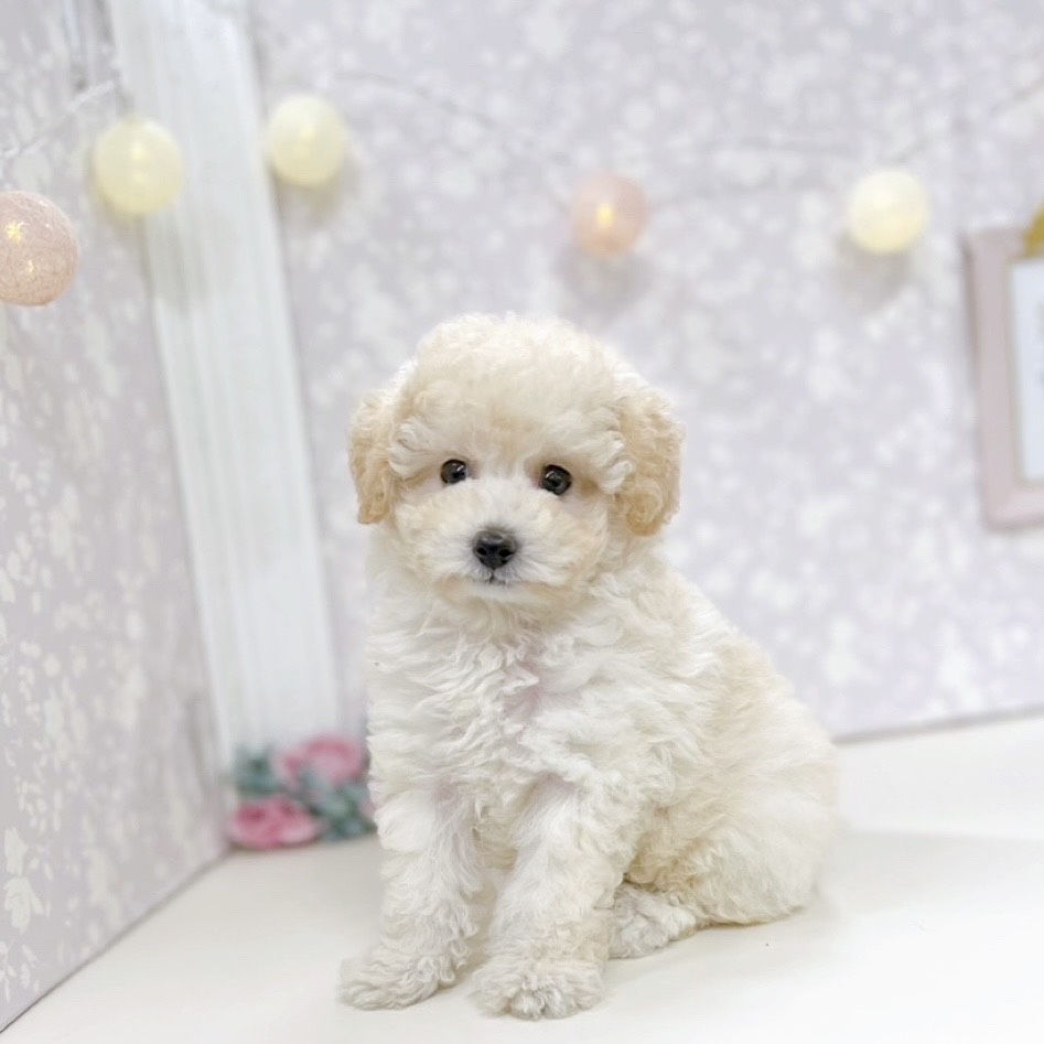 富山県のトイプードル(タイニー) (犬の家＆猫の里アミーゴ高岡蓮花寺店/2025年11月5日生まれ/男の子/ペールフォーン)の子犬の1枚目の画像