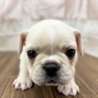 兵庫県のフレンチブルドッグ (犬の家＆猫の里カナート西神戸店/2025年11月8日生まれ/男の子/クリーム)の子犬の2枚目の画像