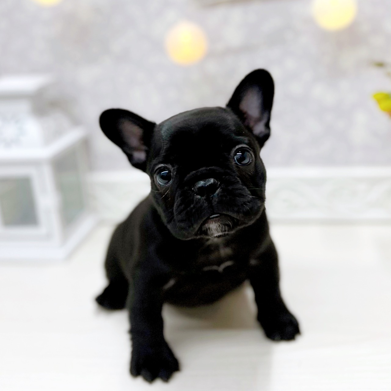 富山県のフレンチブルドッグ (犬の家＆猫の里アミーゴ山室店/2025年11月8日生まれ/女の子/ブリンドル)の子犬の1枚目の画像