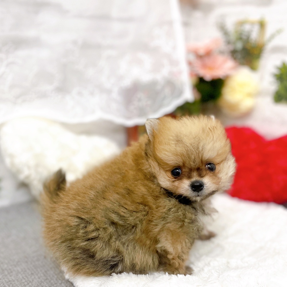 京都府のポメラニアン (犬の家＆猫の里京都樟葉店/2025年11月8日生まれ/男の子/オレンジ)の子犬の2枚目の画像