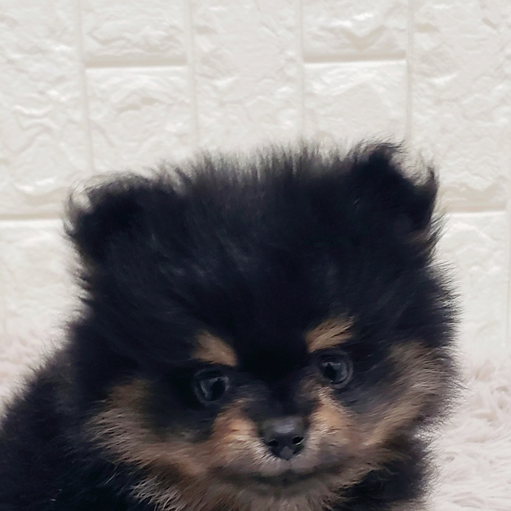 岡山県のポメラニアン (犬の家＆猫の里岡山店/2025年11月8日生まれ/女の子/ブラックタン)の子犬の1枚目の画像
