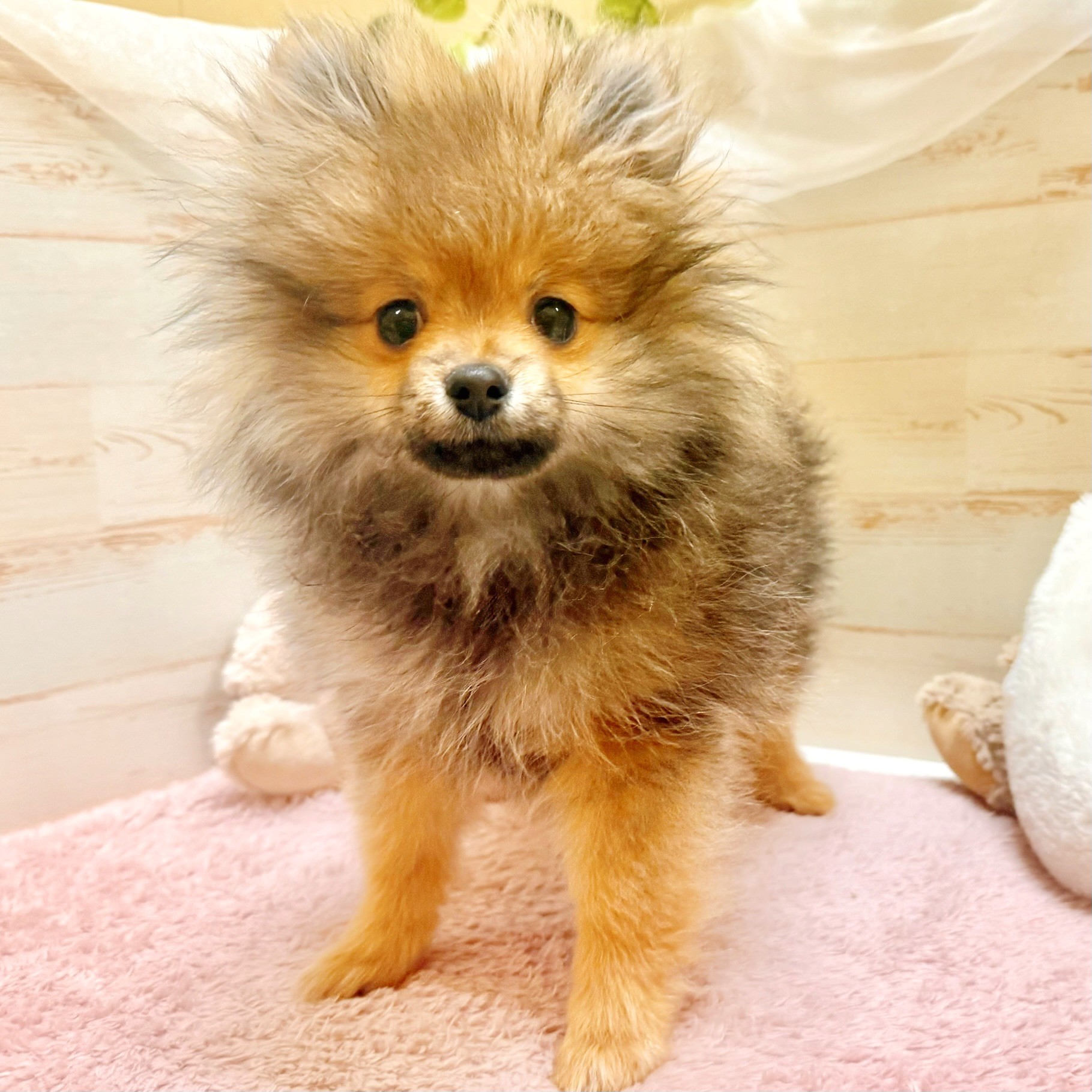 ポメラニアン女の子の写真