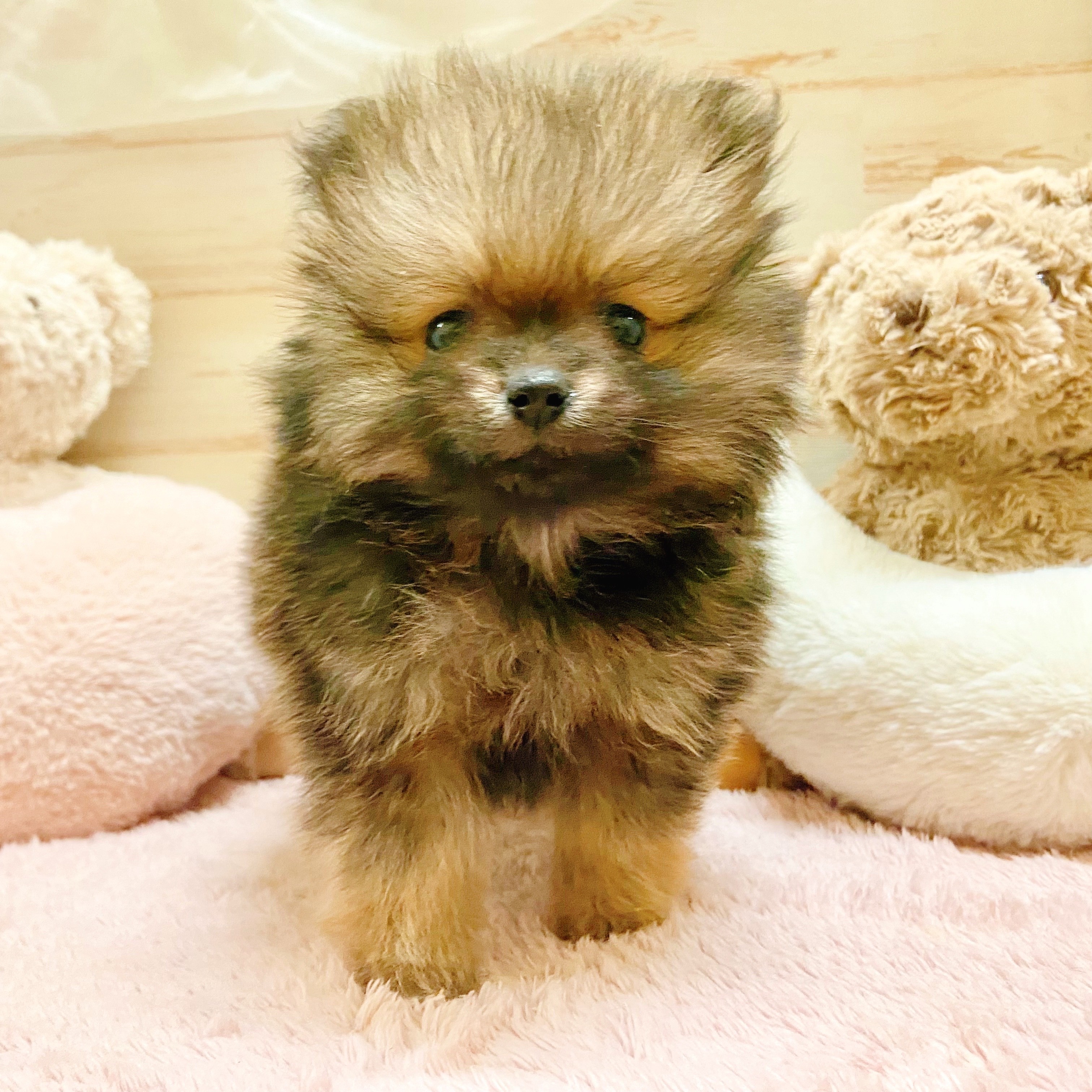 兵庫県のポメラニアン (犬の家＆猫の里神戸店/2025年11月8日生まれ/女の子/オレンジセーブル)の子犬の2枚目の画像