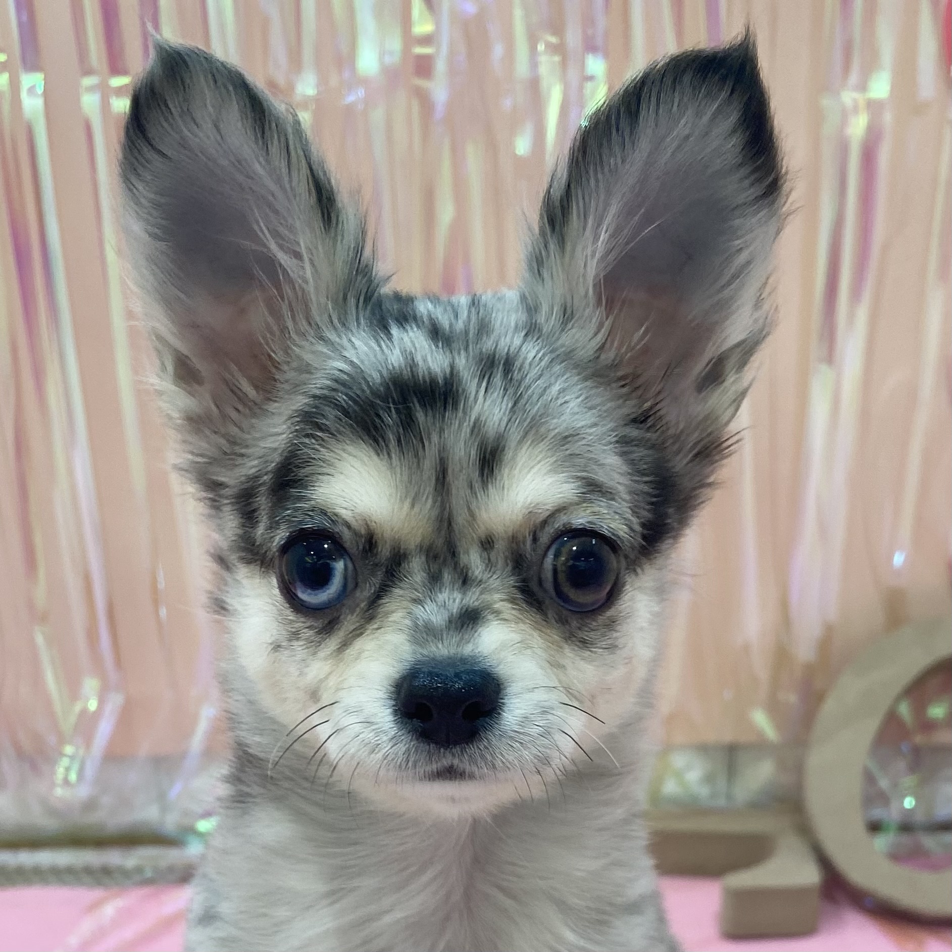 ブルー(青系)のチワワ（ロング）の子犬一覧 | ペットショップ 犬の家