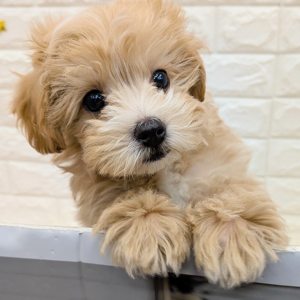 愛知県のマルプー(マルチーズ×プードル) (犬の家＆猫の里MEGAドン・キホーテ東海名和店/2025年11月3日生まれ/男の子/アプリコットホワイト)の子犬の2枚目の画像