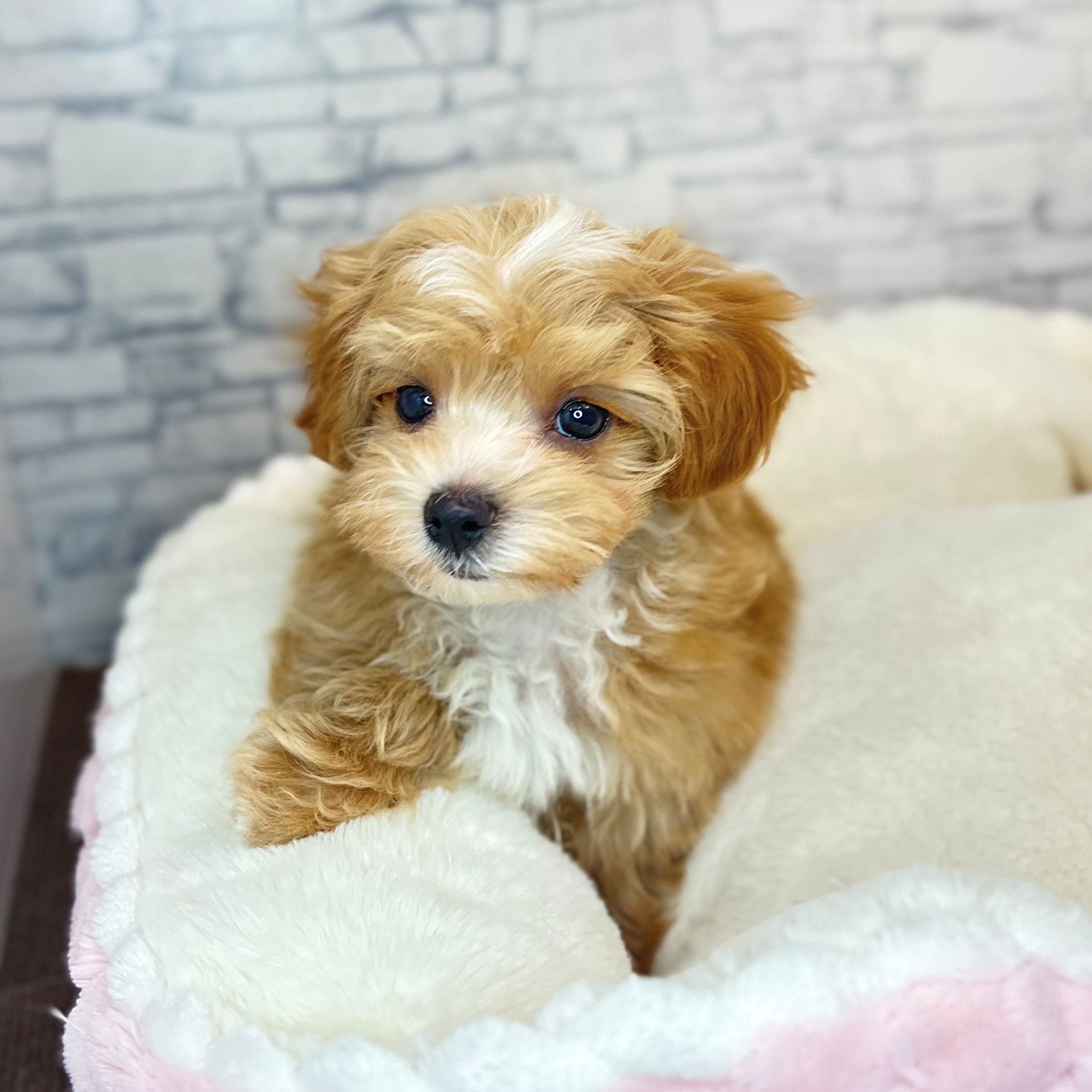 長野県のマルプー(マルチーズ×プードル) (犬の家＆猫の里長野店/2025年11月5日生まれ/男の子/アプリコットホワイト)の子犬の2枚目の画像