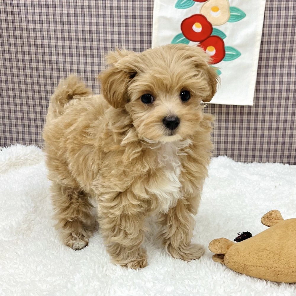 愛知県のマルプー(マルチーズ×プードル) (犬の家＆猫の里エアポートウォーク店/2025年11月5日生まれ/女の子/アプリコット)の子犬の2枚目の画像