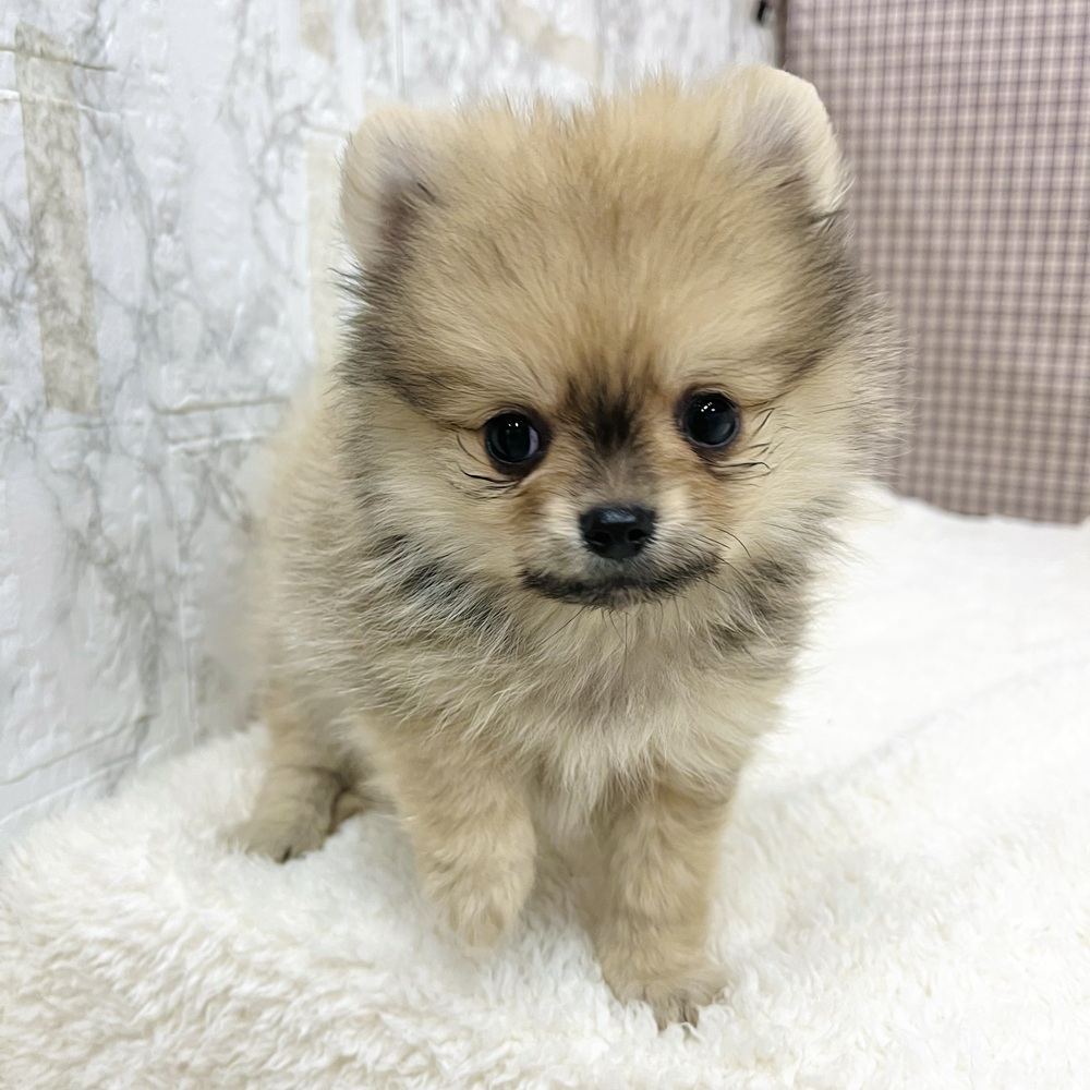 愛知県のポメチワ/チワポメ/ポメチー(ポメラニアン×チワワ) (犬の家＆猫の里エアポートウォーク店/2025年11月9日生まれ/男の子/フォーン)の子犬の2枚目の画像