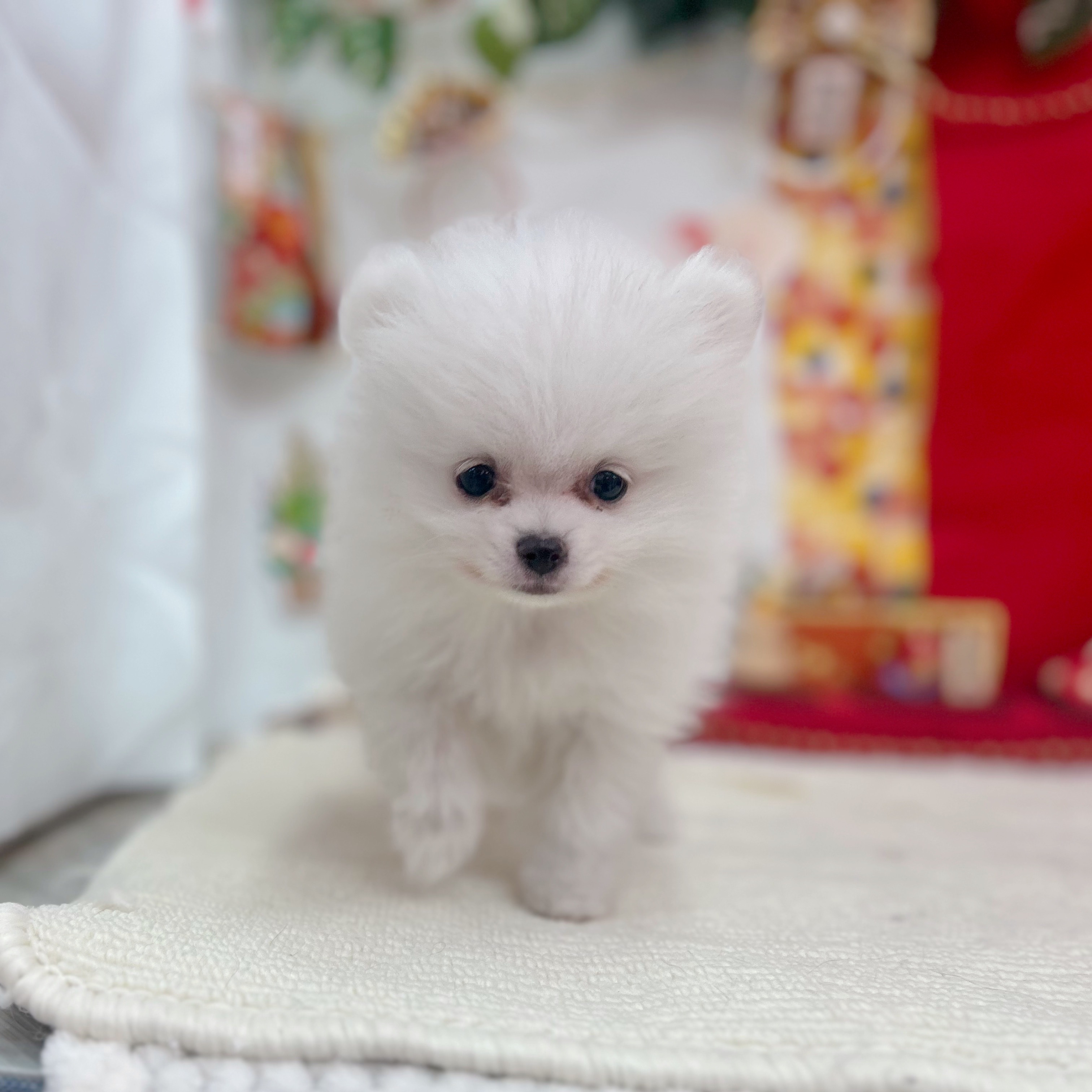 岐阜県のポメラニアン (犬の家＆猫の里岐南店/2025年11月5日生まれ/男の子/ホワイト)の子犬の2枚目の画像