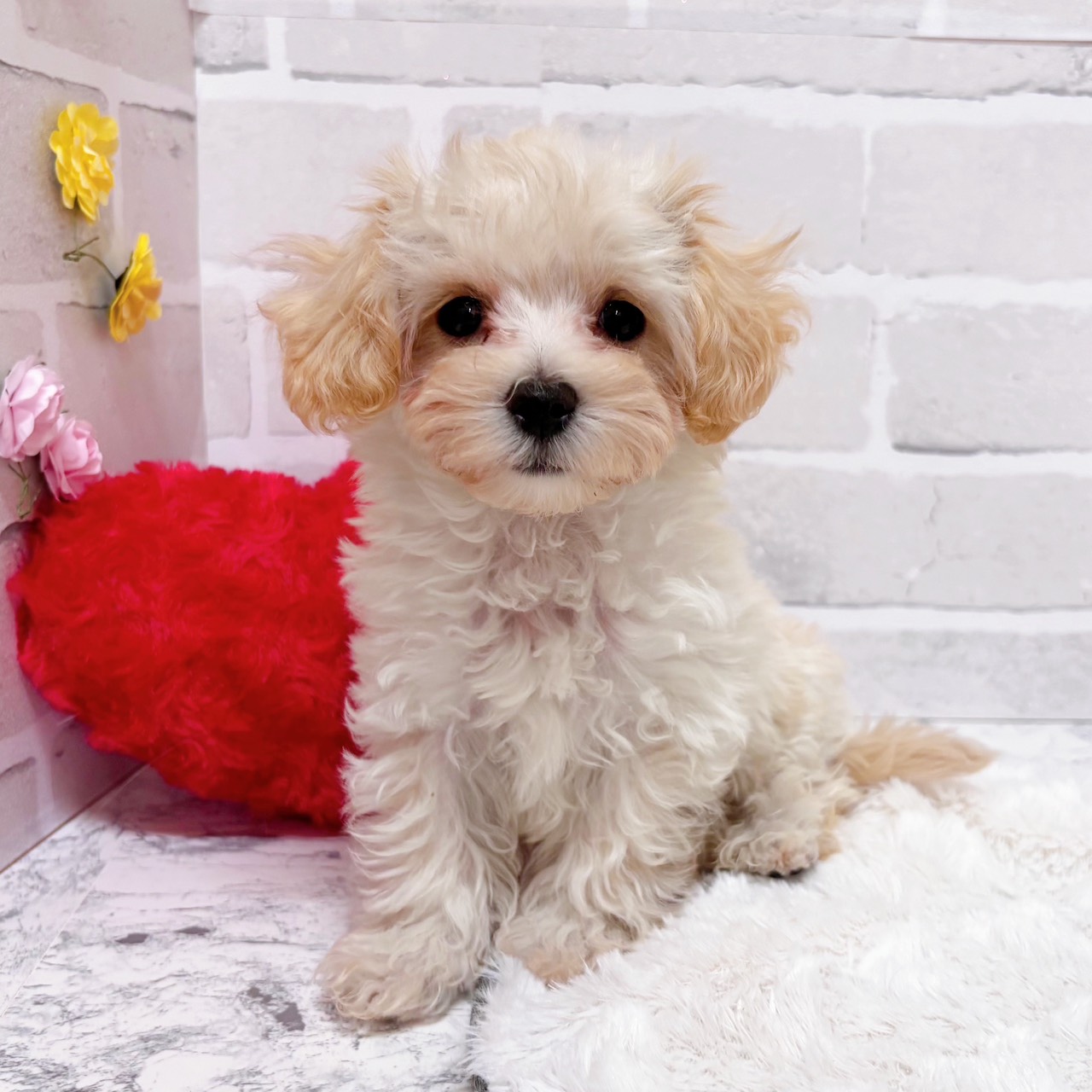 京都府のマルプー(マルチーズ×プードル) (犬の家＆猫の里京都精華店/2025年11月4日生まれ/男の子/クリーム)の子犬の2枚目の画像