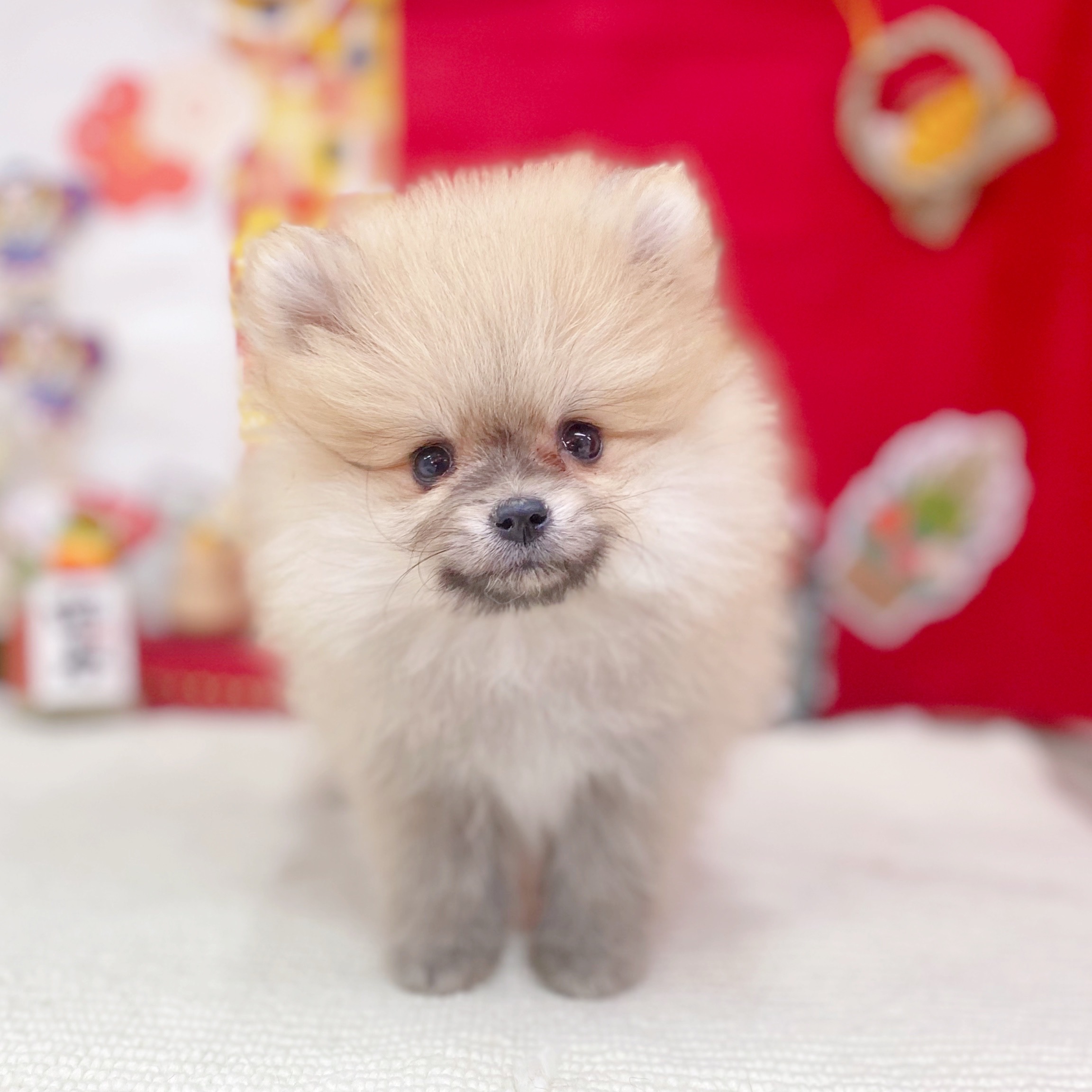 岐阜県のポメラニアン (犬の家＆猫の里岐南店/2025年11月9日生まれ/女の子/オレンジセーブル)の子犬の2枚目の画像