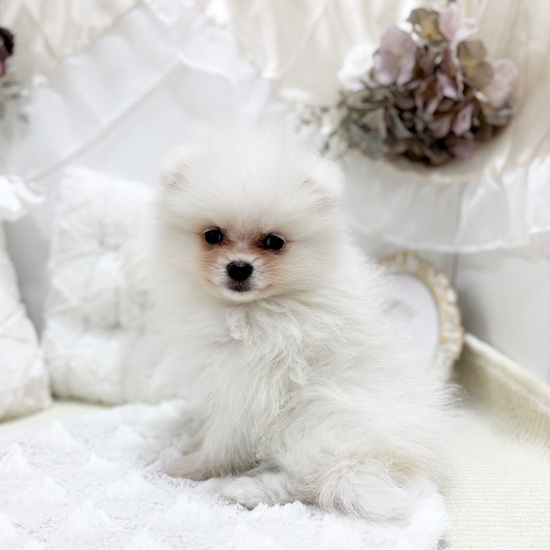 岐阜県のポメラニアン (犬の家＆猫の里カラフルタウン岐阜店/2025年11月9日生まれ/男の子/クリーム)の子犬の2枚目の画像