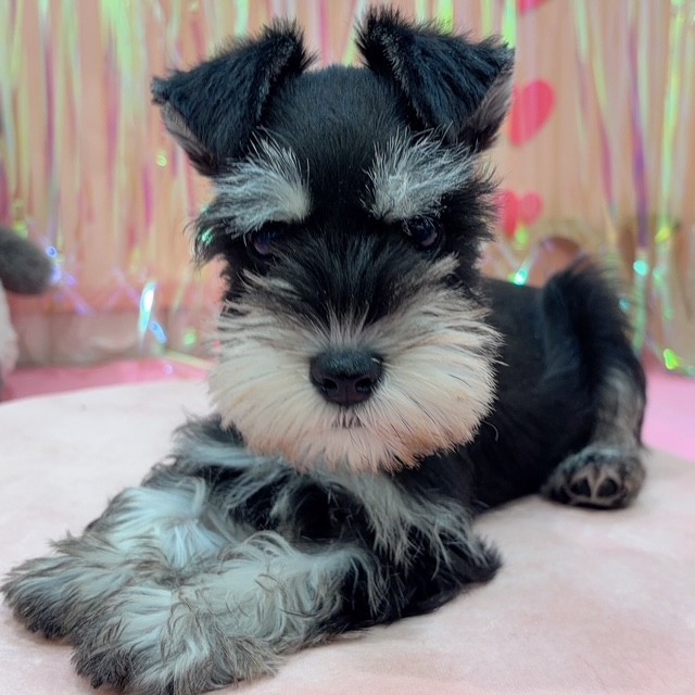 岡山県のミニチュアシュナウザー (犬の家＆猫の里倉敷店/2025年11月8日生まれ/女の子/ブラックシルバー)の子犬の2枚目の画像