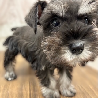 兵庫県のミニチュアシュナウザー (犬の家＆猫の里カナート西神戸店/2025年11月8日生まれ/女の子/ブラックシルバー)の子犬の2枚目の画像